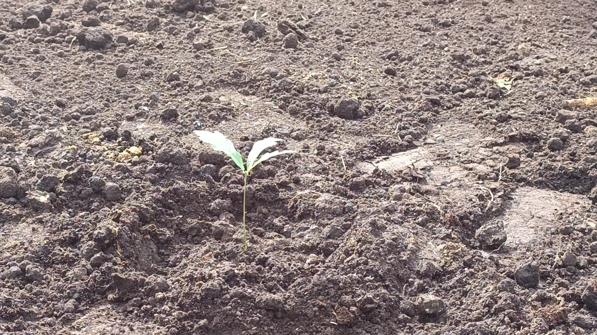 экология, дуб, лобня, парк,