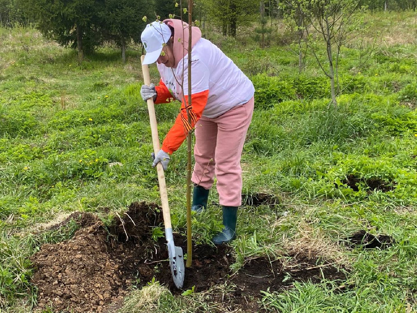 сад памяти, посадить дерево, новый сад в Опалихе,