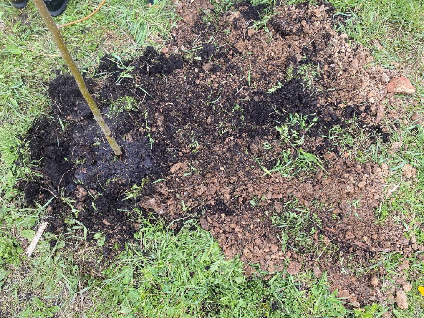 сад памяти, посадить дерево, новый сад в Опалихе,