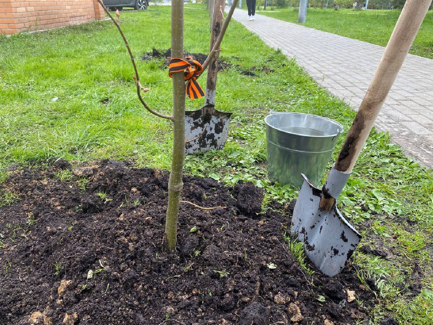 сад памяти, посадить дерево, новый сад в Опалихе,