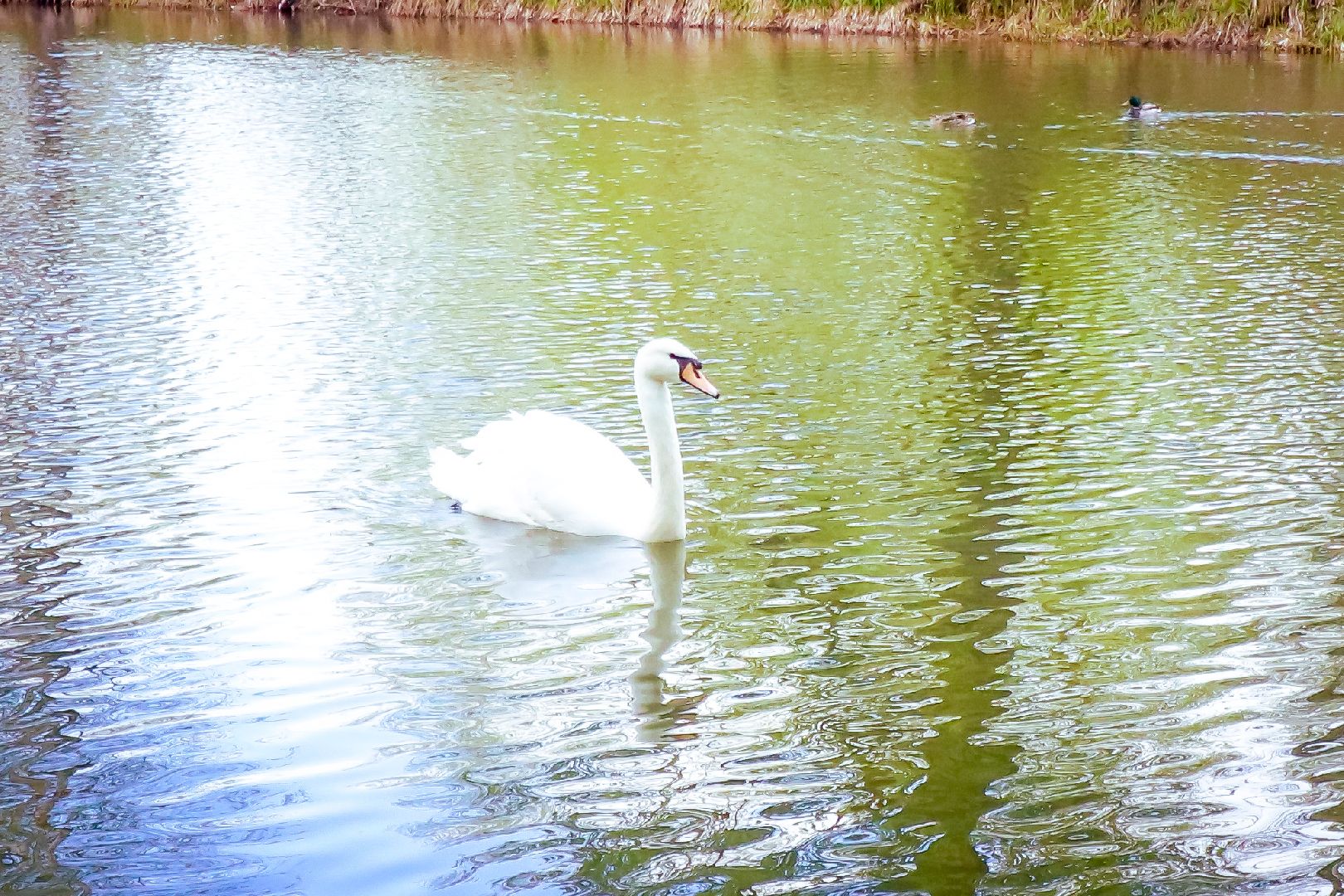 клин, общество, благоустройство, чайковский, ландыши, культура,
