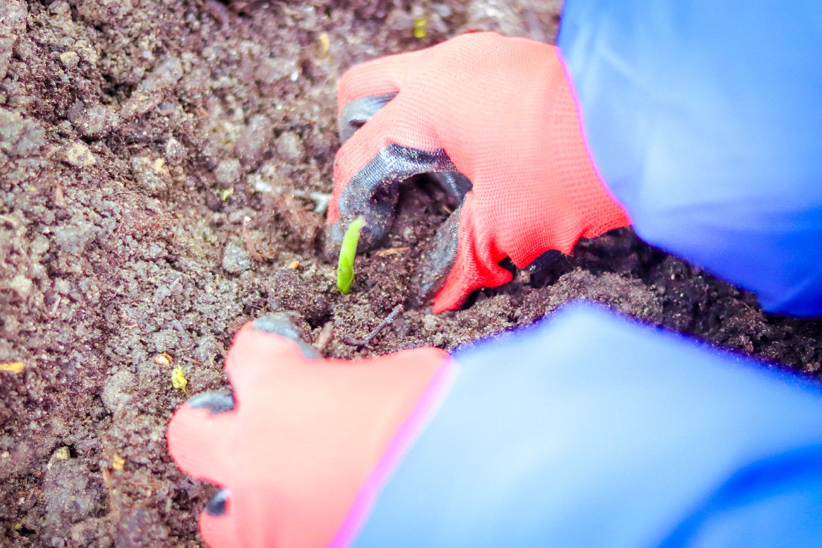 клин, общество, благоустройство, чайковский, ландыши, культура,