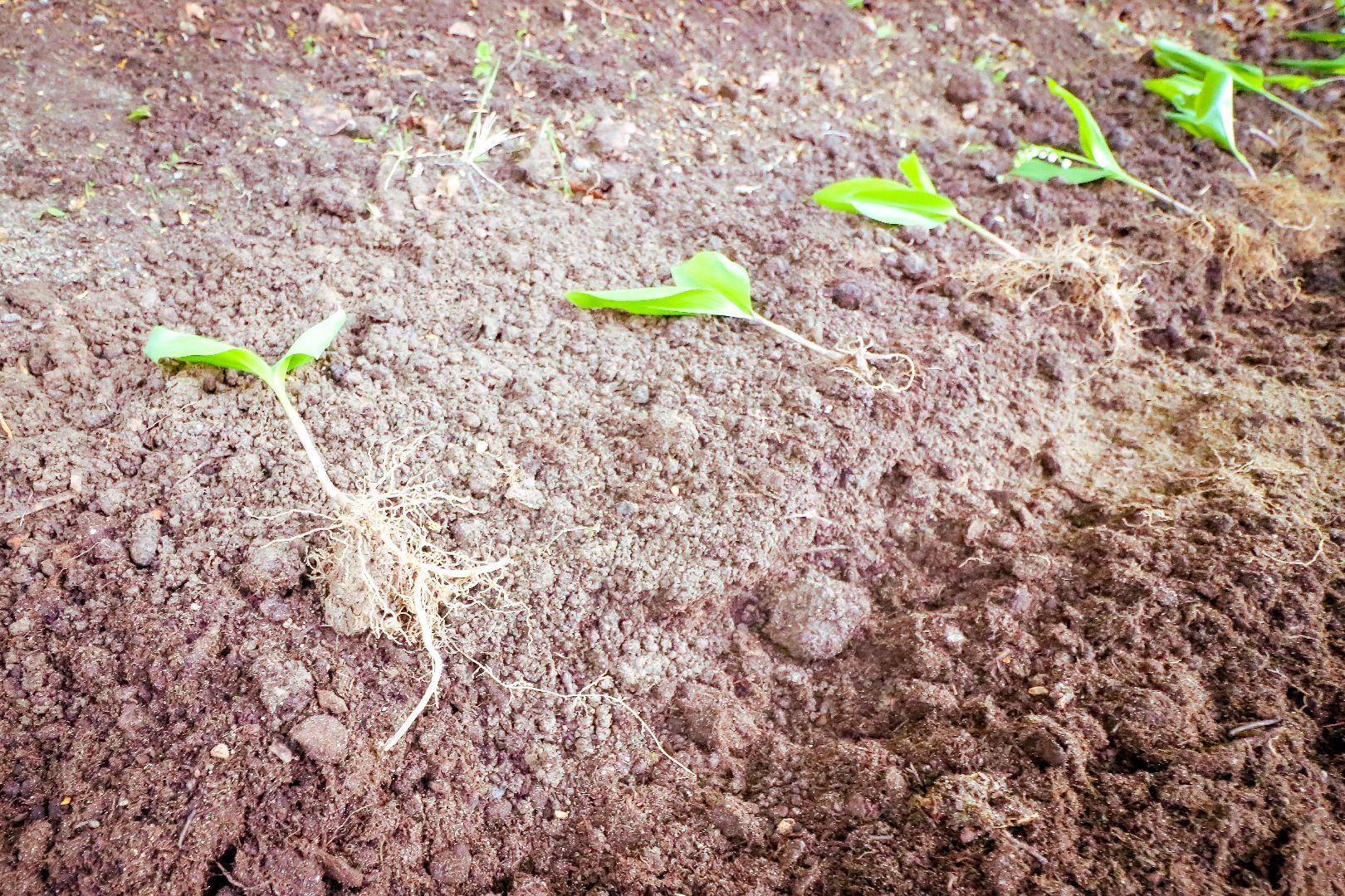 клин, общество, благоустройство, чайковский, ландыши, культура,