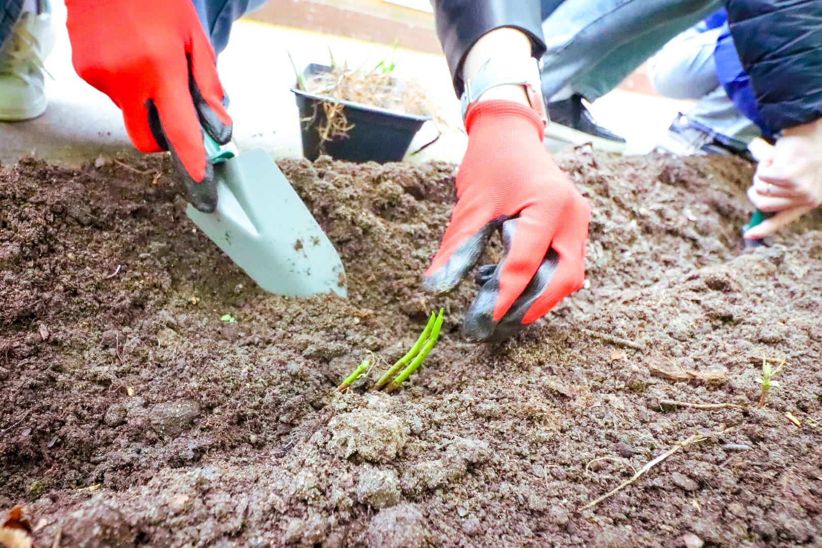 клин, общество, благоустройство, чайковский, ландыши, культура,