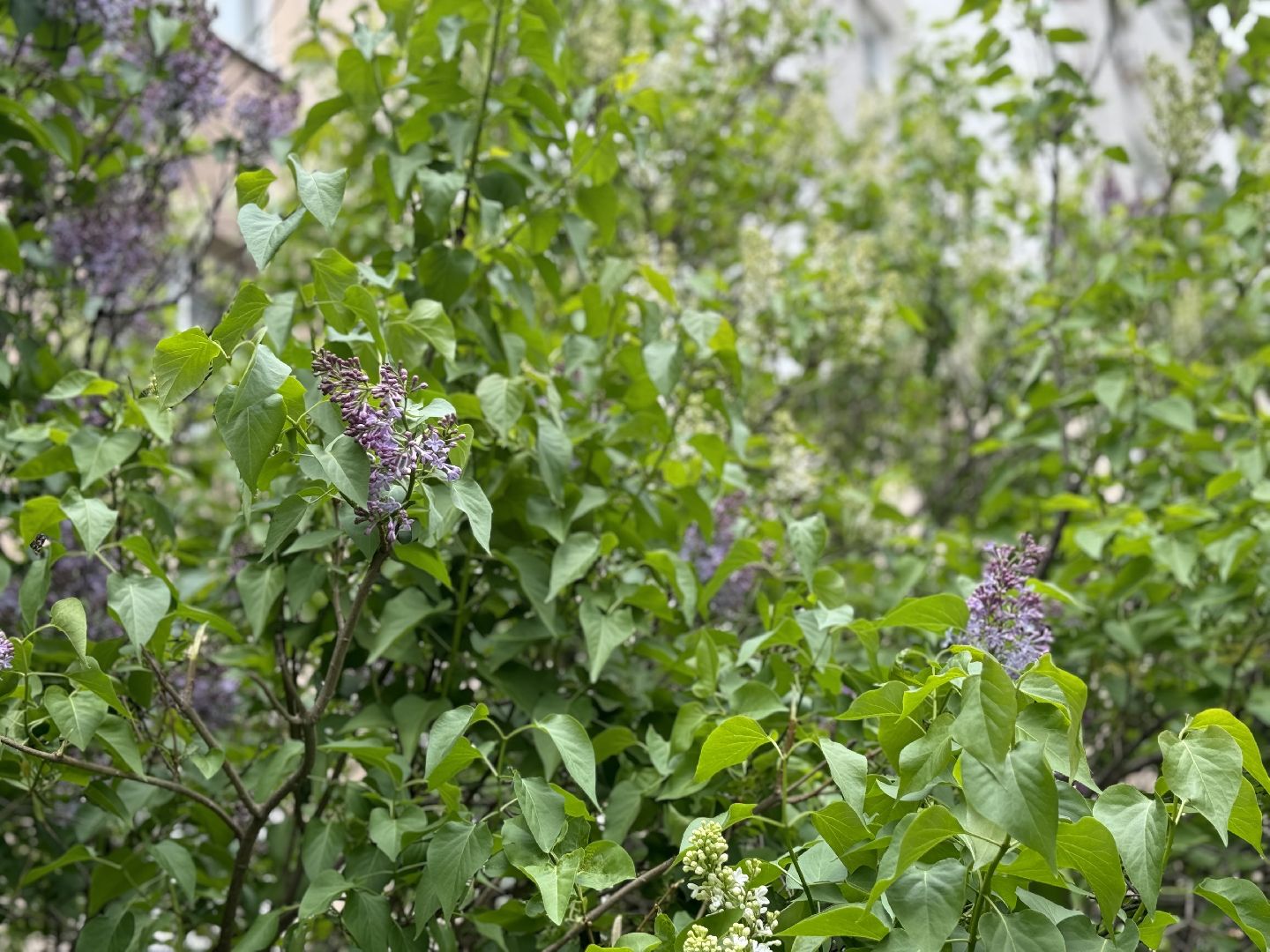 цветение, сезонная аллергия, врач аллерголог-иммунолог, ленинский городской округ,
