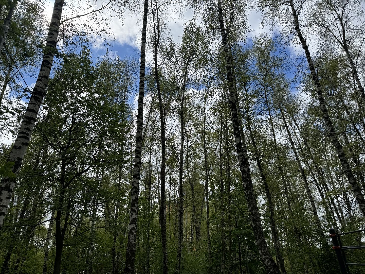 цветение, сезонная аллергия, врач аллерголог-иммунолог, ленинский городской округ,