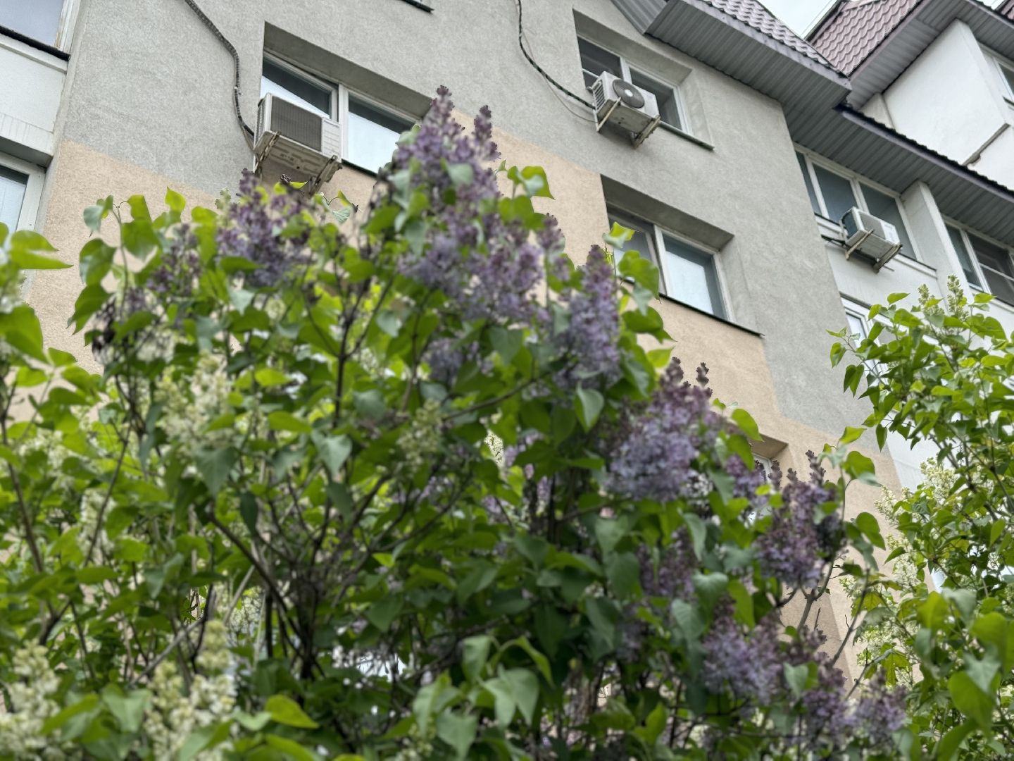 цветение, сезонная аллергия, врач аллерголог-иммунолог, ленинский городской округ,