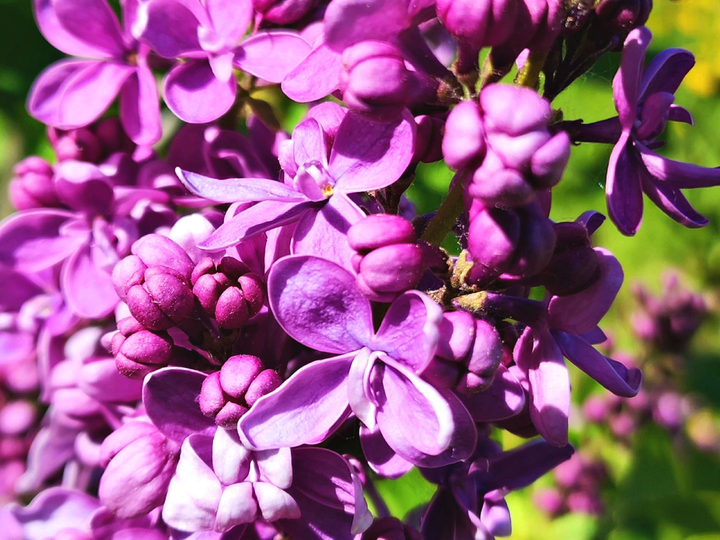 пущино, серпухов, сад победы, экология, сирень,