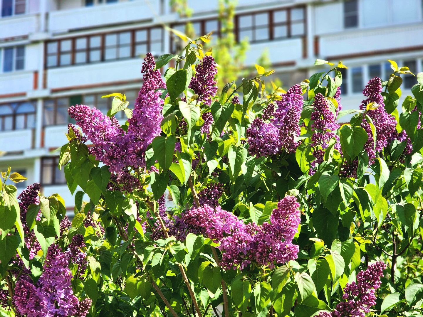 пущино, серпухов, сад победы, экология, сирень,