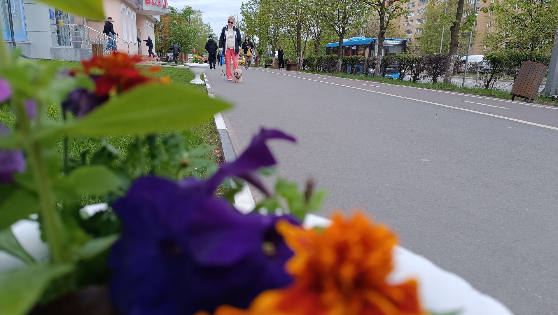 цветы, благоустройство, лобня,