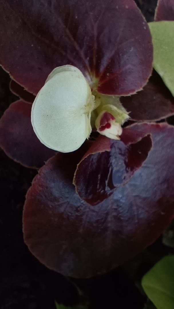 цветы, благоустройство, лобня,