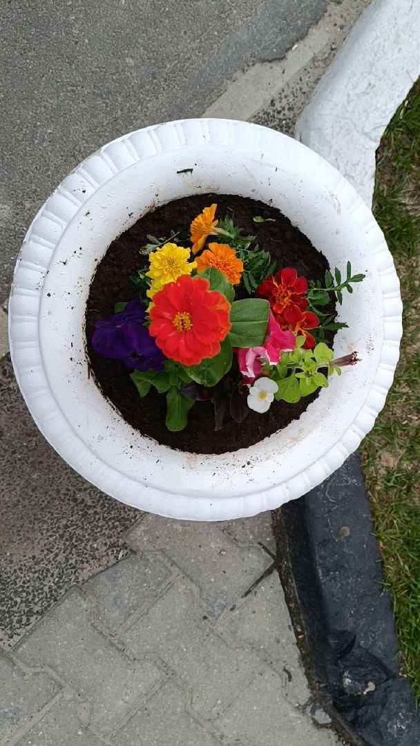 цветы, благоустройство, лобня,