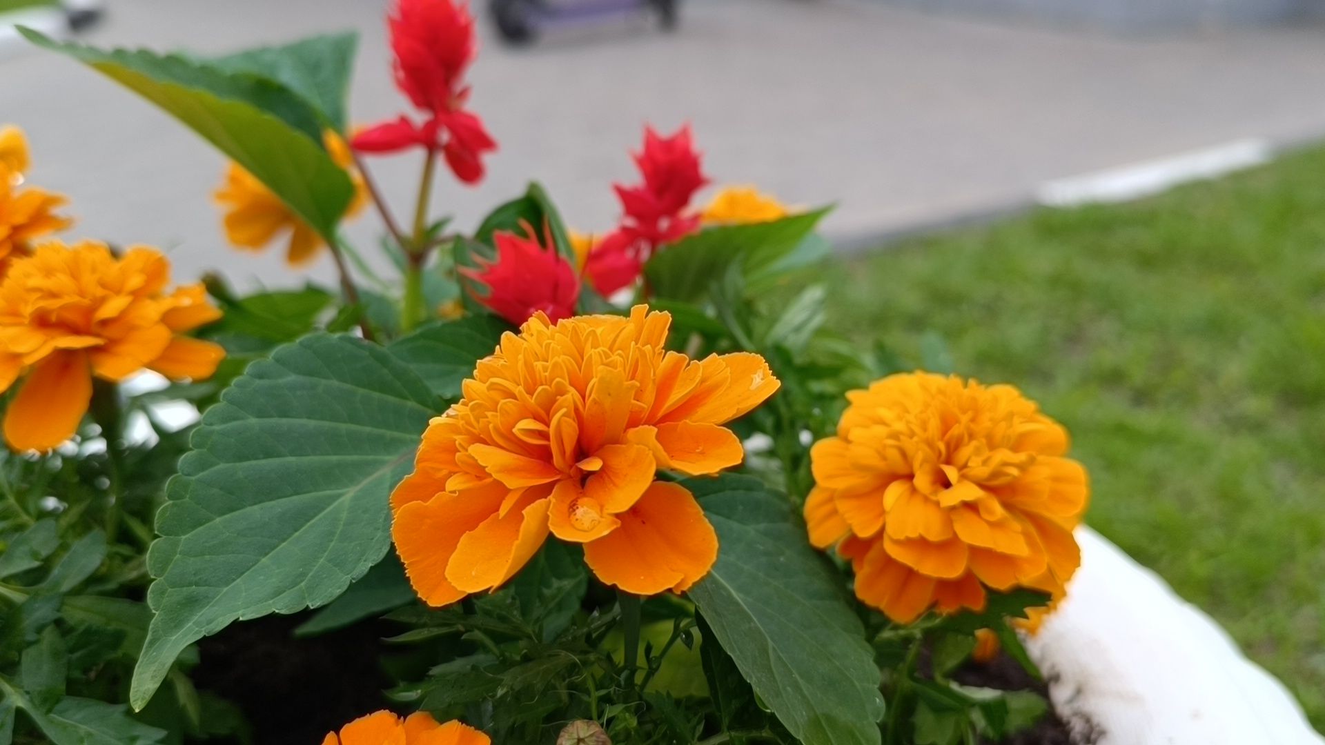 цветы, благоустройство, лобня,