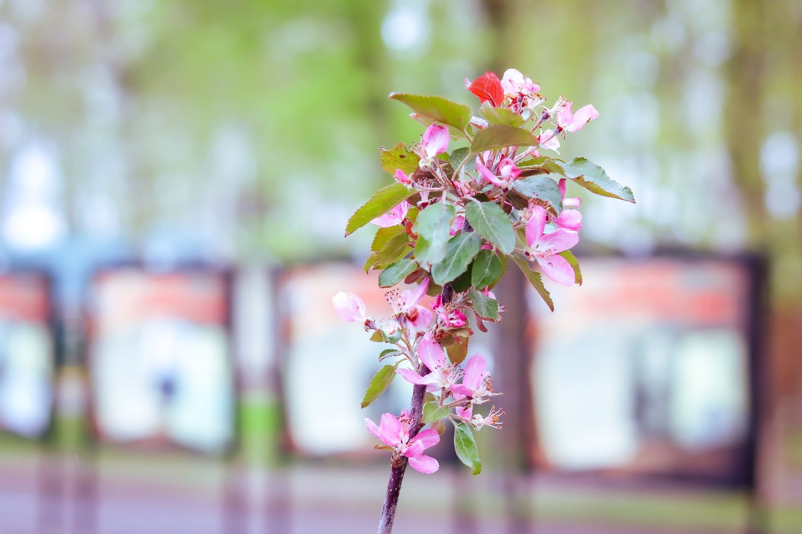 клин, общество, выставки, день победы,