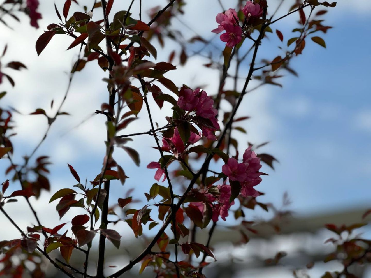 сквер, станция железнодорожная, 80-летие великой победы,