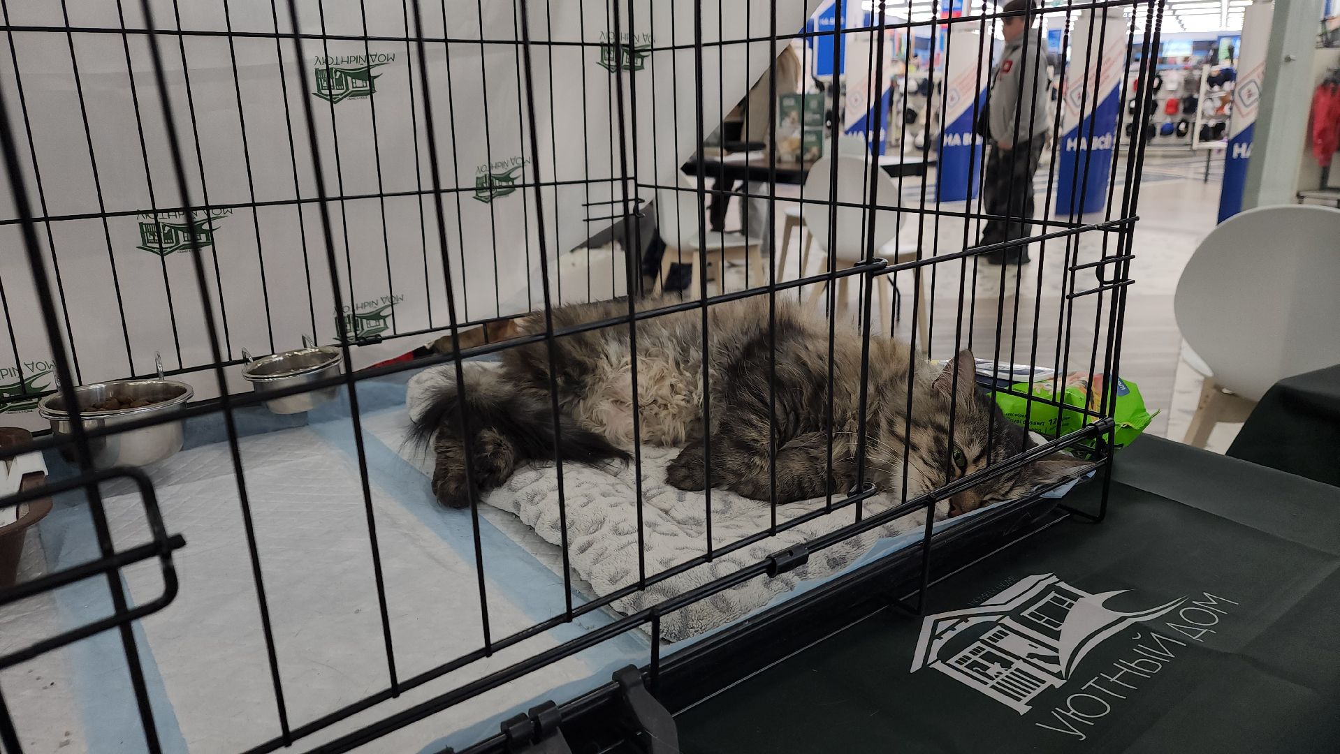 пушкино, пристройство, бездомные животные, кошки, собаки, гости,кинолог, канистерапия,вертикалки,