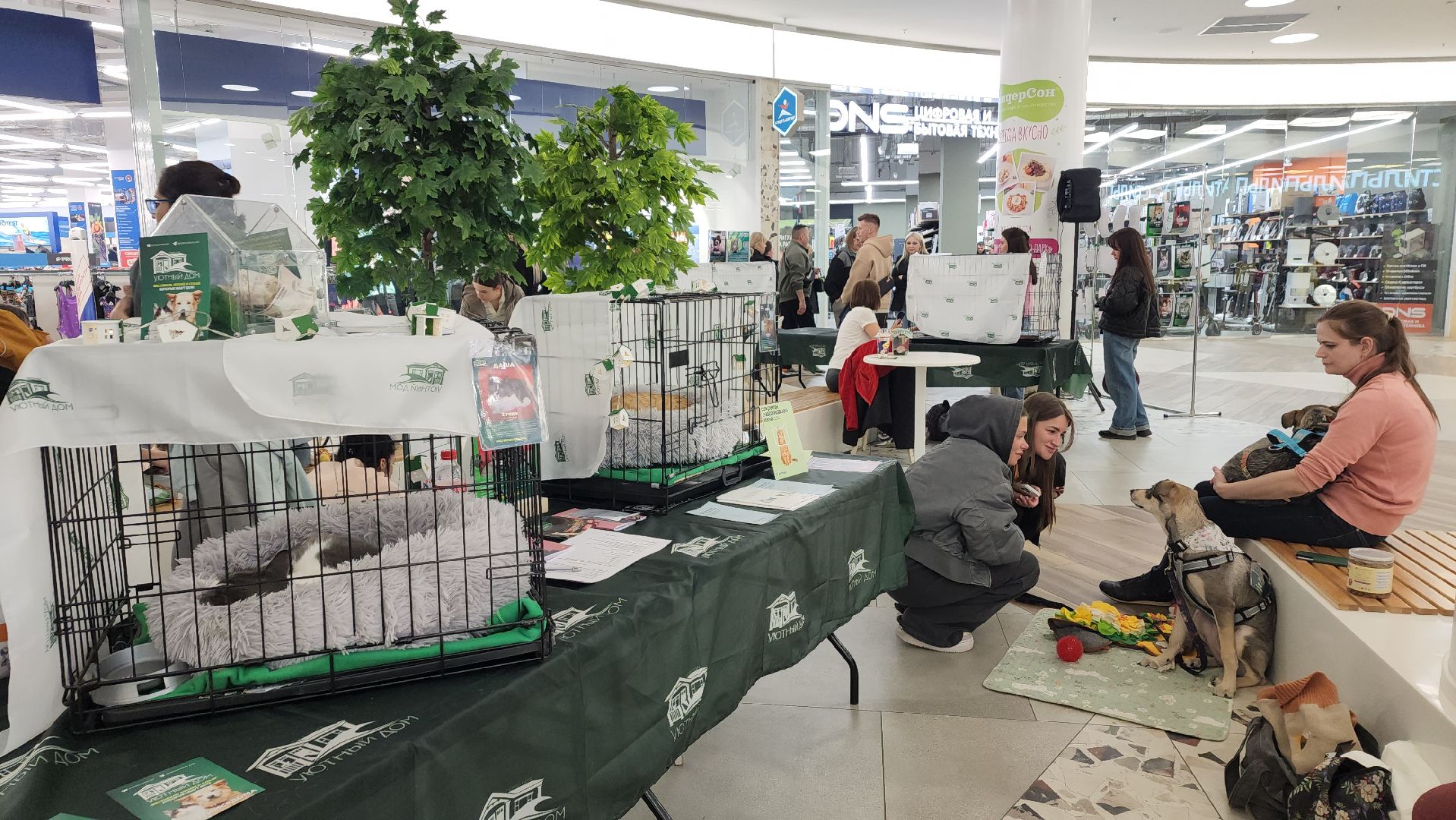 пушкино, пристройство, бездомные животные, кошки, собаки, гости,кинолог, канистерапия,вертикалки,