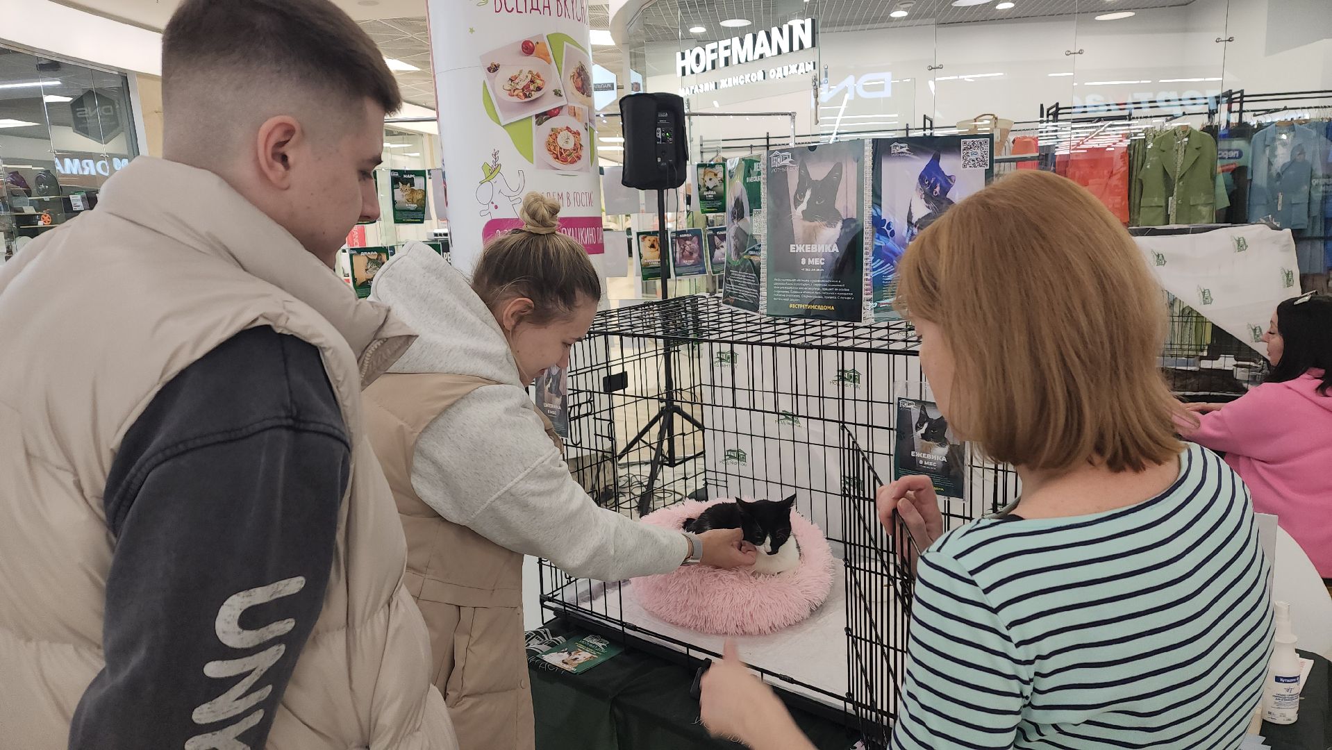 пушкино, пристройство, бездомные животные, кошки, собаки, гости,кинолог, канистерапия,вертикалки,