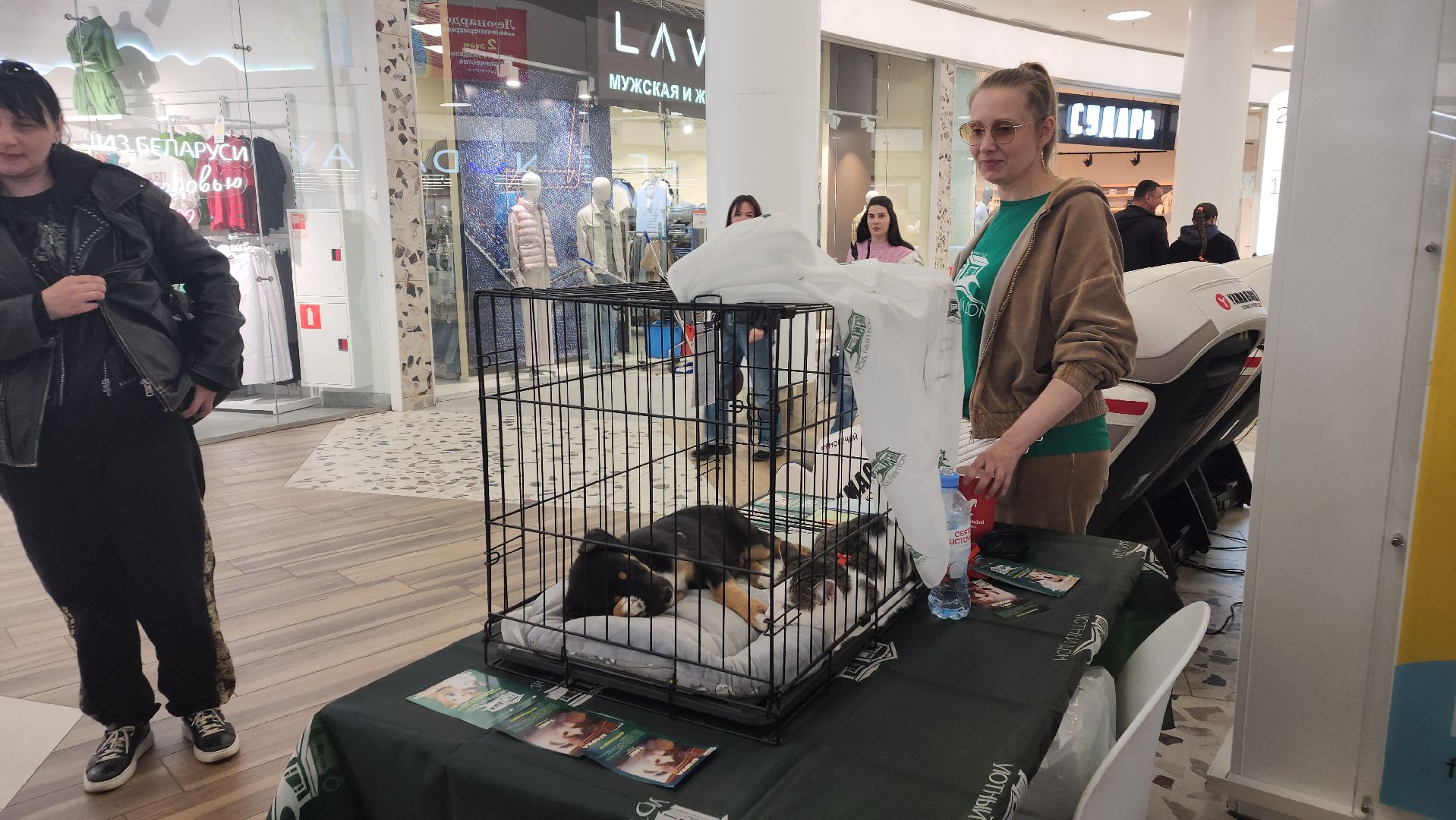 пушкино, пристройство, бездомные животные, кошки, собаки, гости,кинолог, канистерапия,вертикалки,