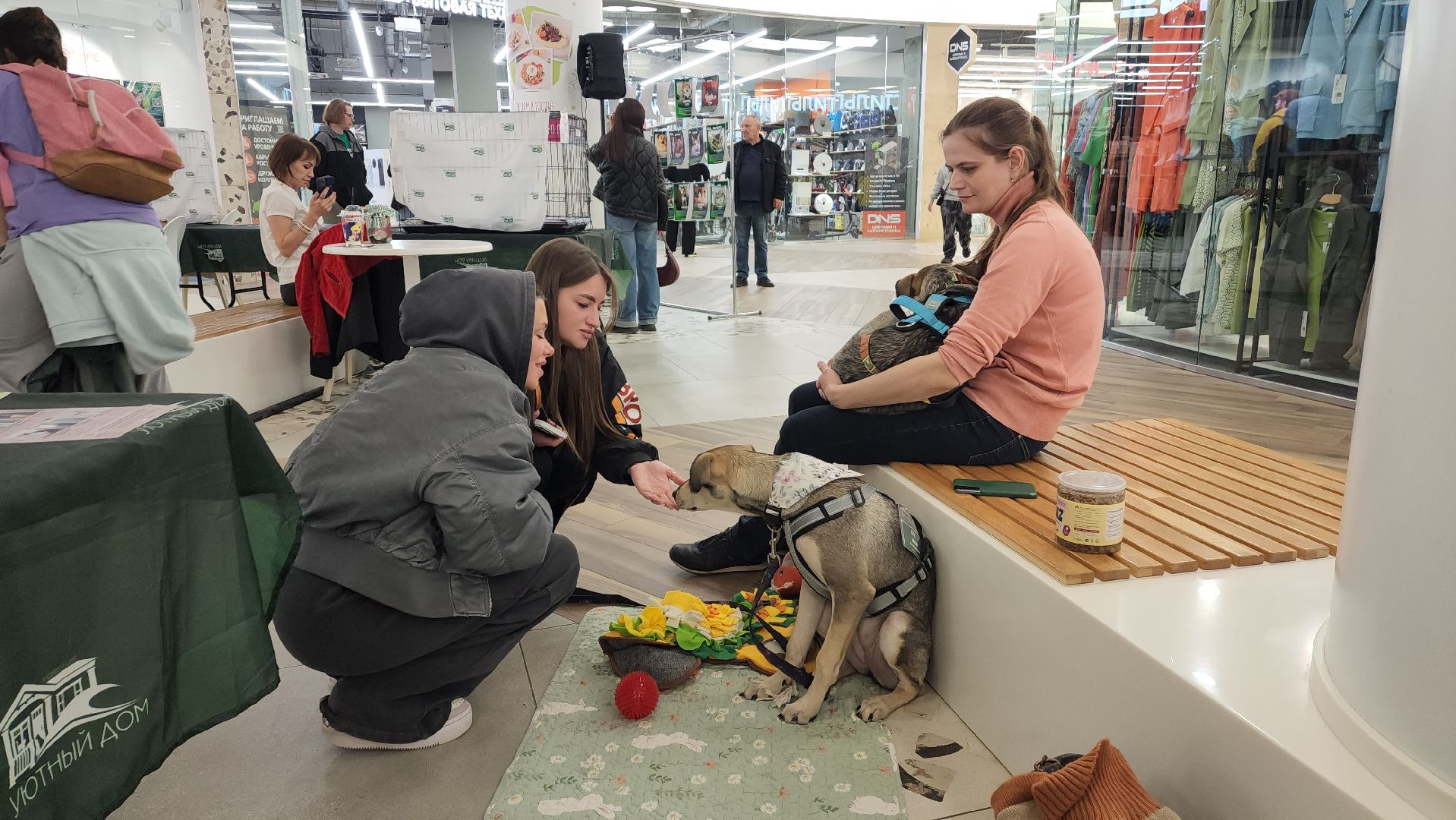 пушкино, пристройство, бездомные животные, кошки, собаки, гости,кинолог, канистерапия,вертикалки,