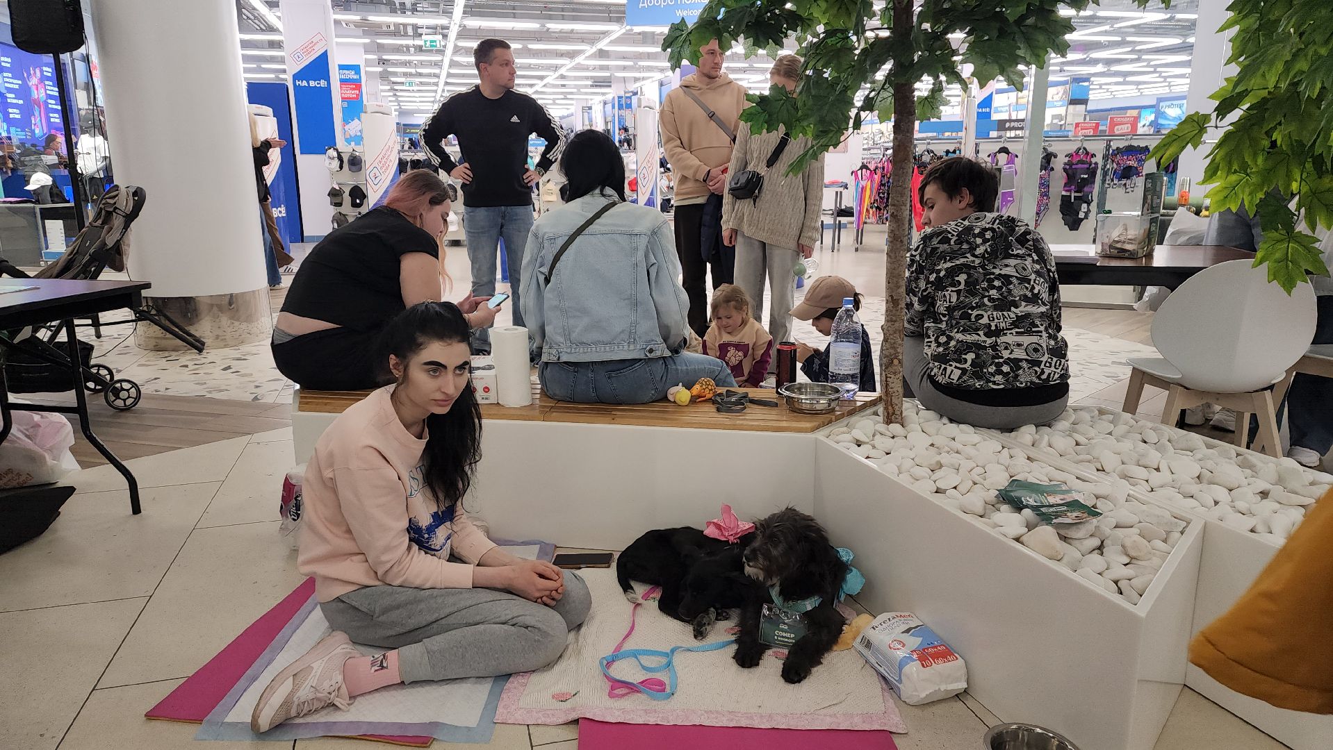 пушкино, пристройство, бездомные животные, кошки, собаки, гости,кинолог, канистерапия,вертикалки,