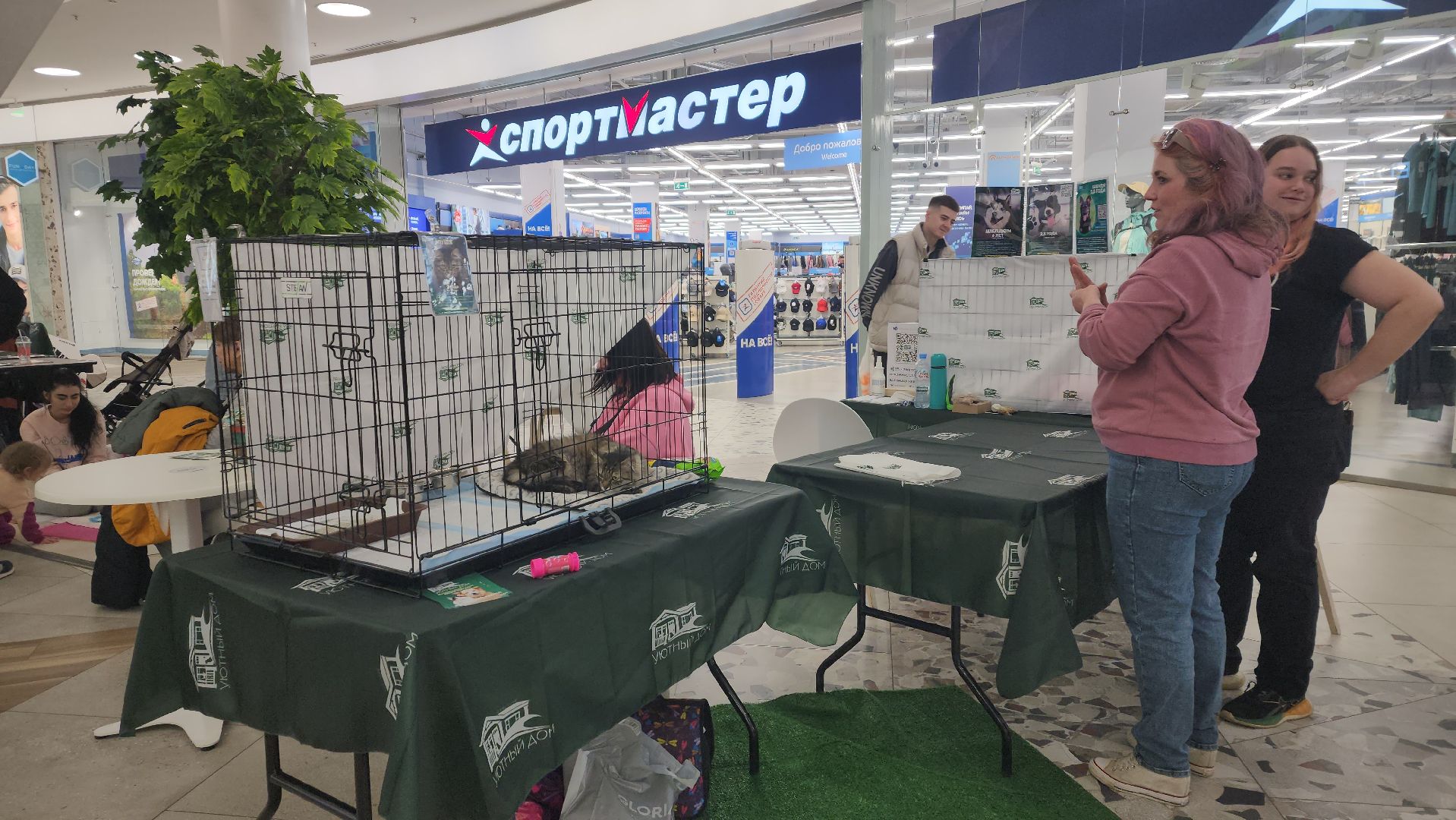 пушкино, пристройство, бездомные животные, кошки, собаки, гости,кинолог, канистерапия,вертикалки,