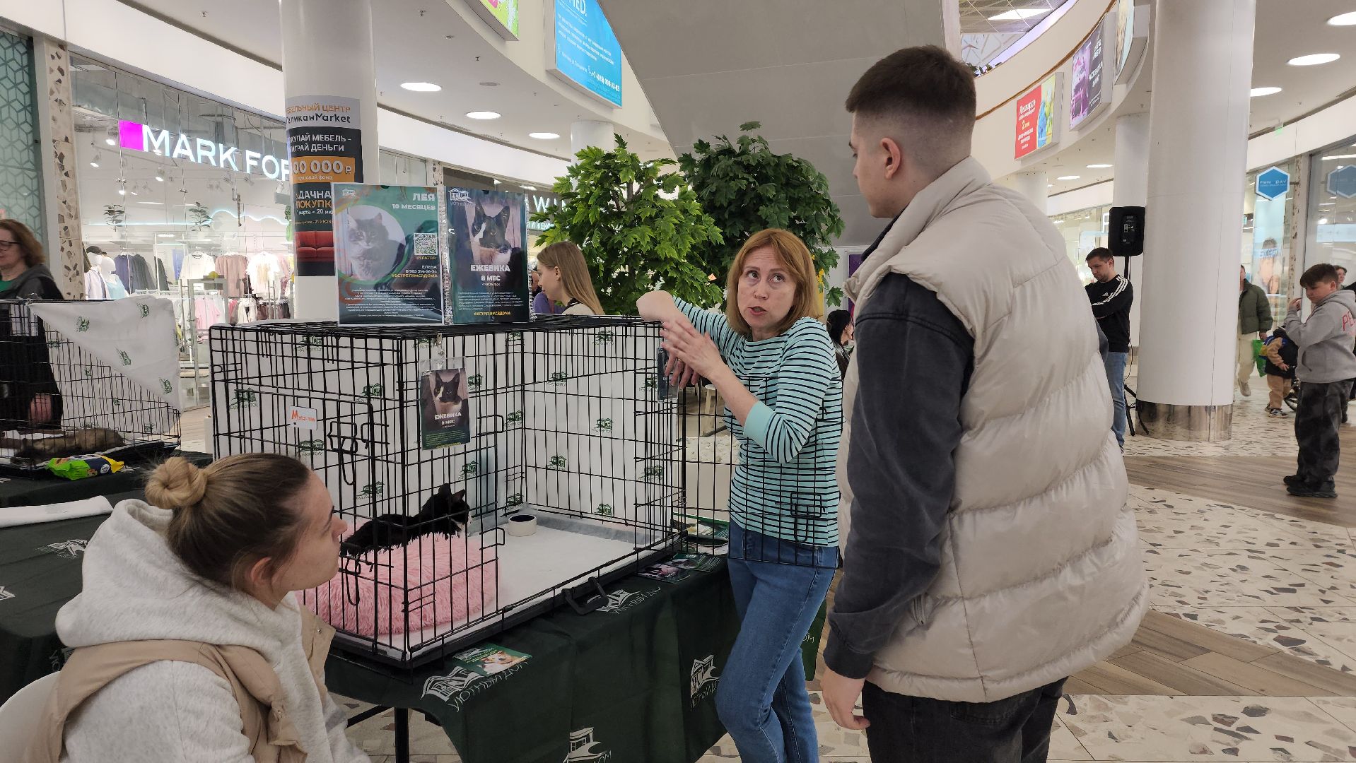 пушкино, пристройство, бездомные животные, кошки, собаки, гости,кинолог, канистерапия,вертикалки,