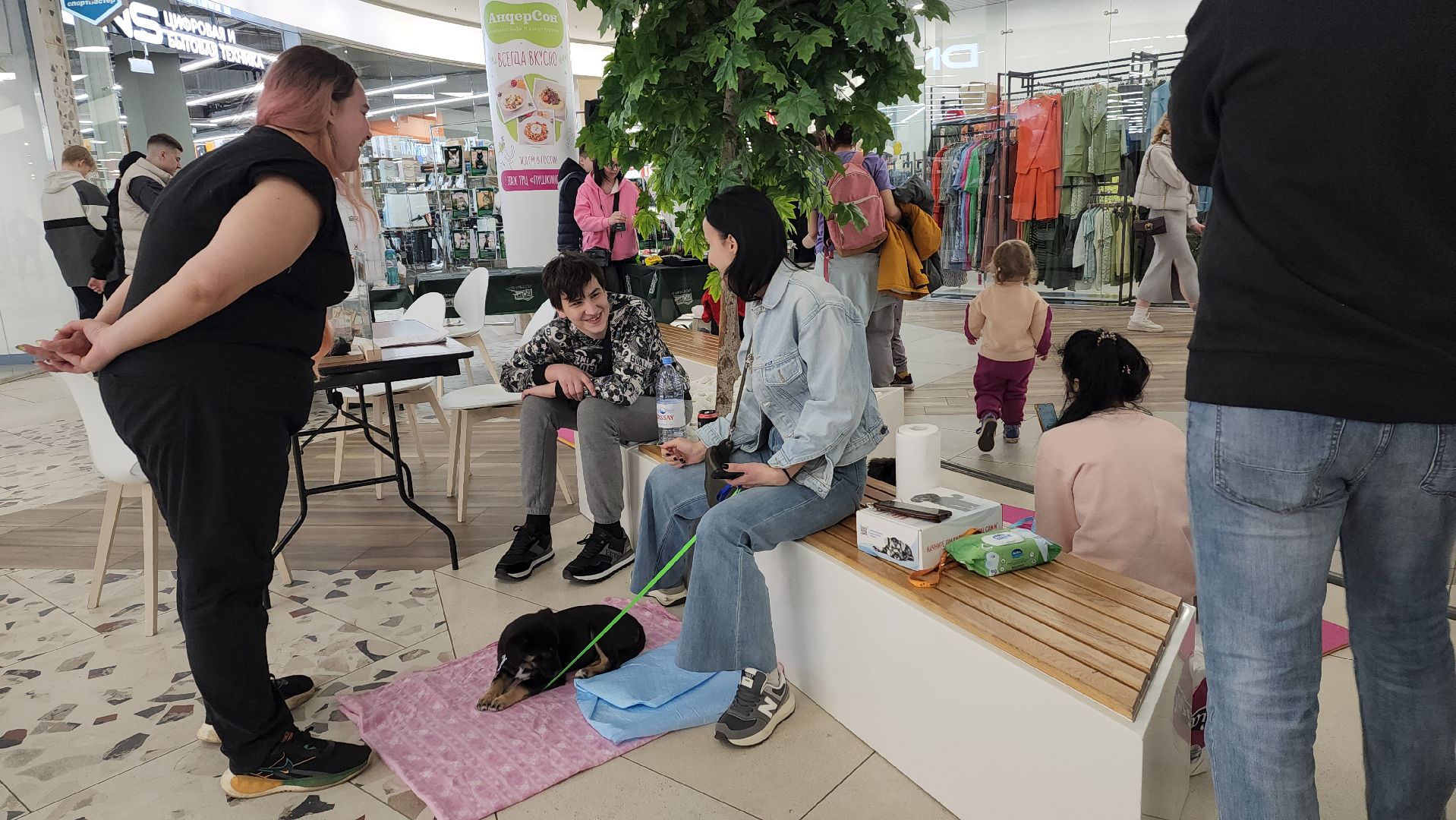 пушкино, пристройство, бездомные животные, кошки, собаки, гости,кинолог, канистерапия,вертикалки,