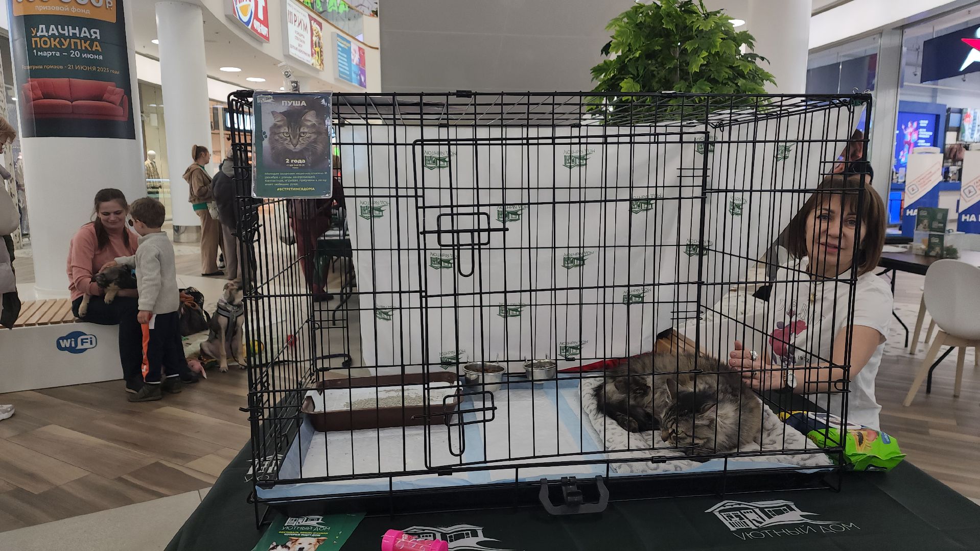 пушкино, пристройство, бездомные животные, кошки, собаки, гости,кинолог, канистерапия,вертикалки,