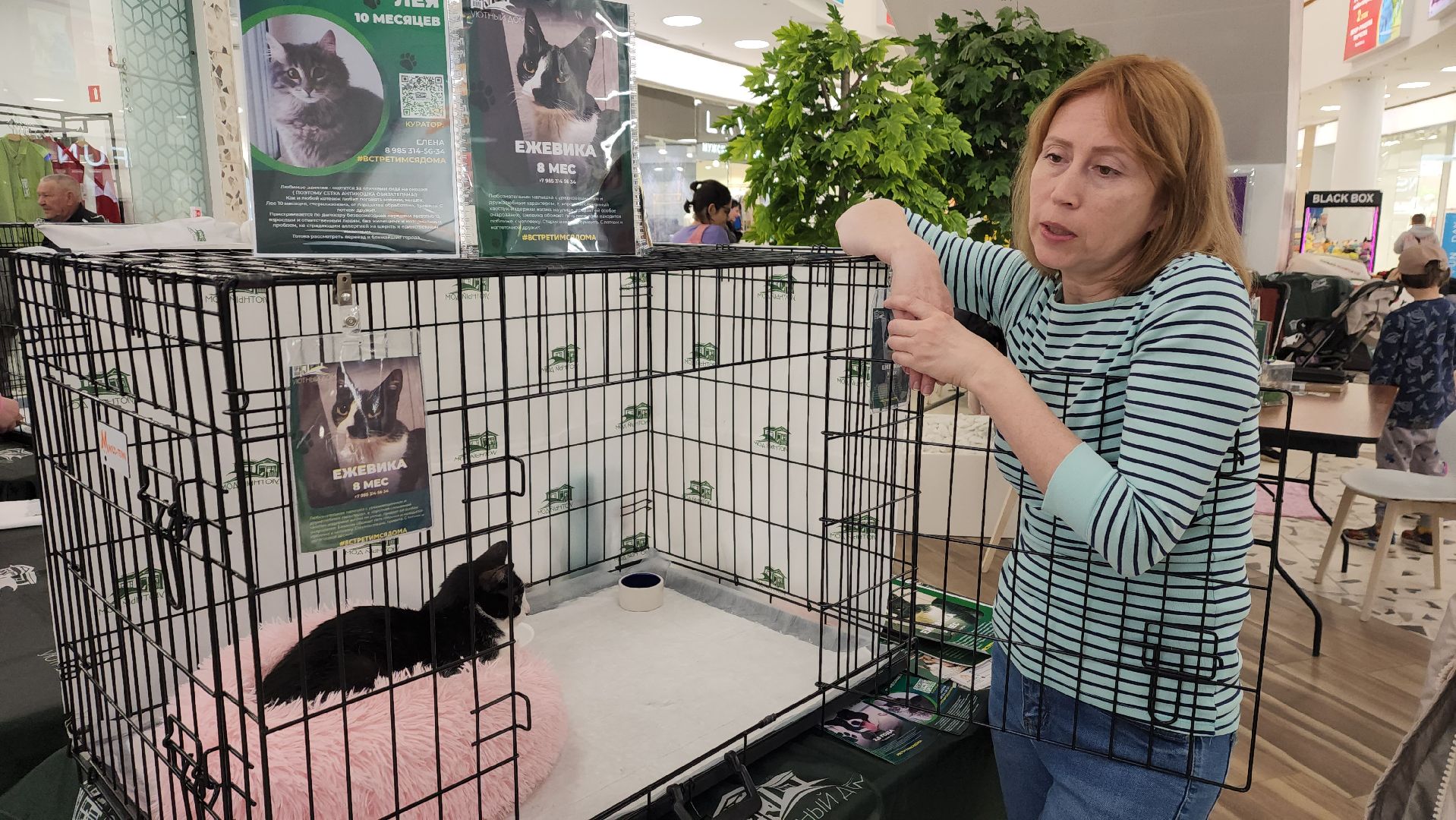 пушкино, пристройство, бездомные животные, кошки, собаки, гости,кинолог, канистерапия,вертикалки,