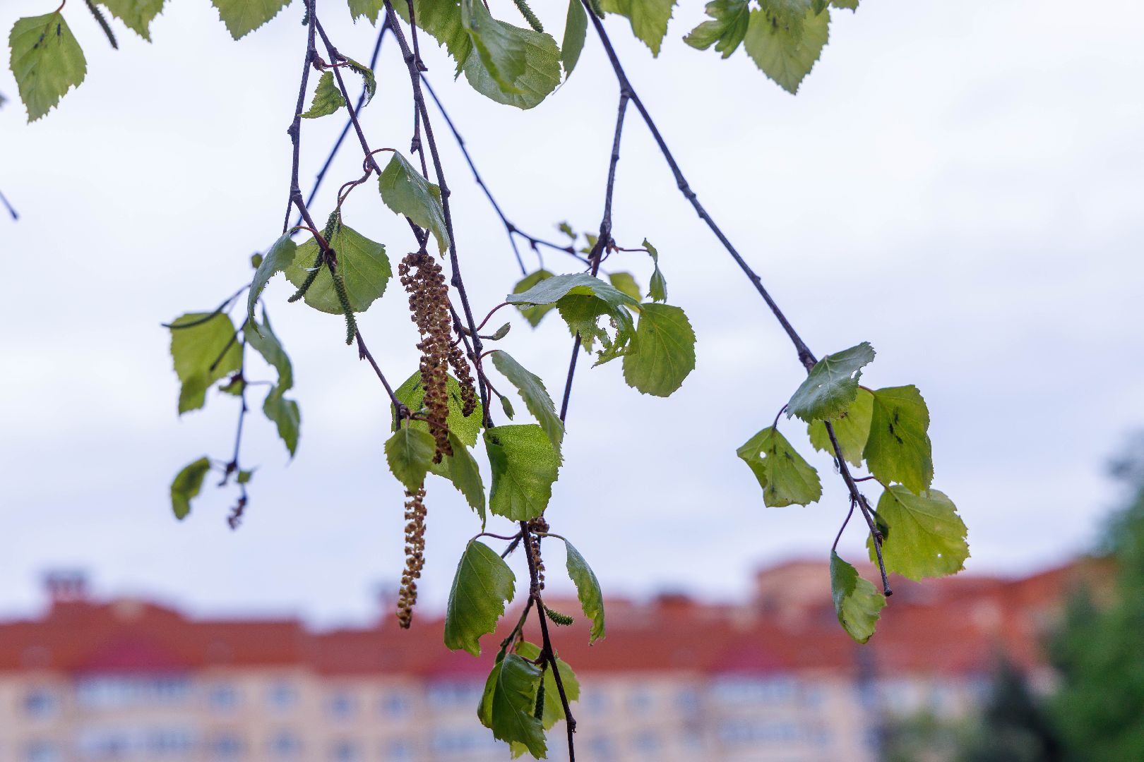 Люберцы, Люберецкая больница, врач-аллерголог, аллергия,