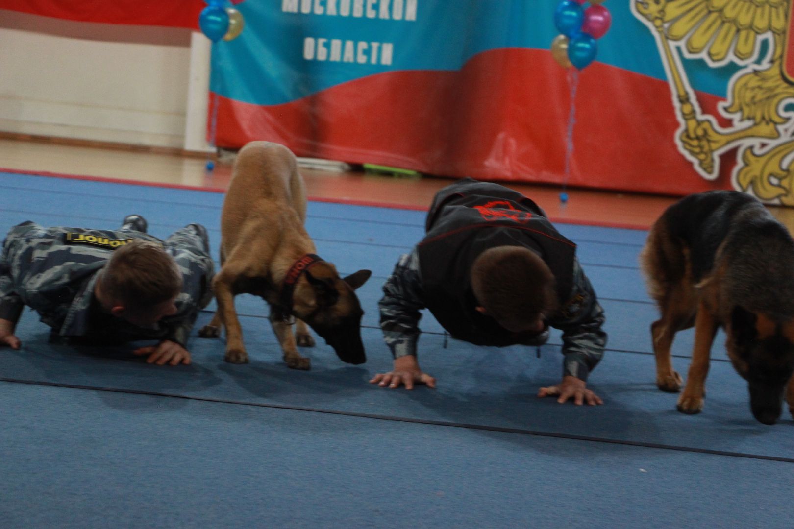 кинологи, выступление, спорт музыка грация, фестиваль, Протвино