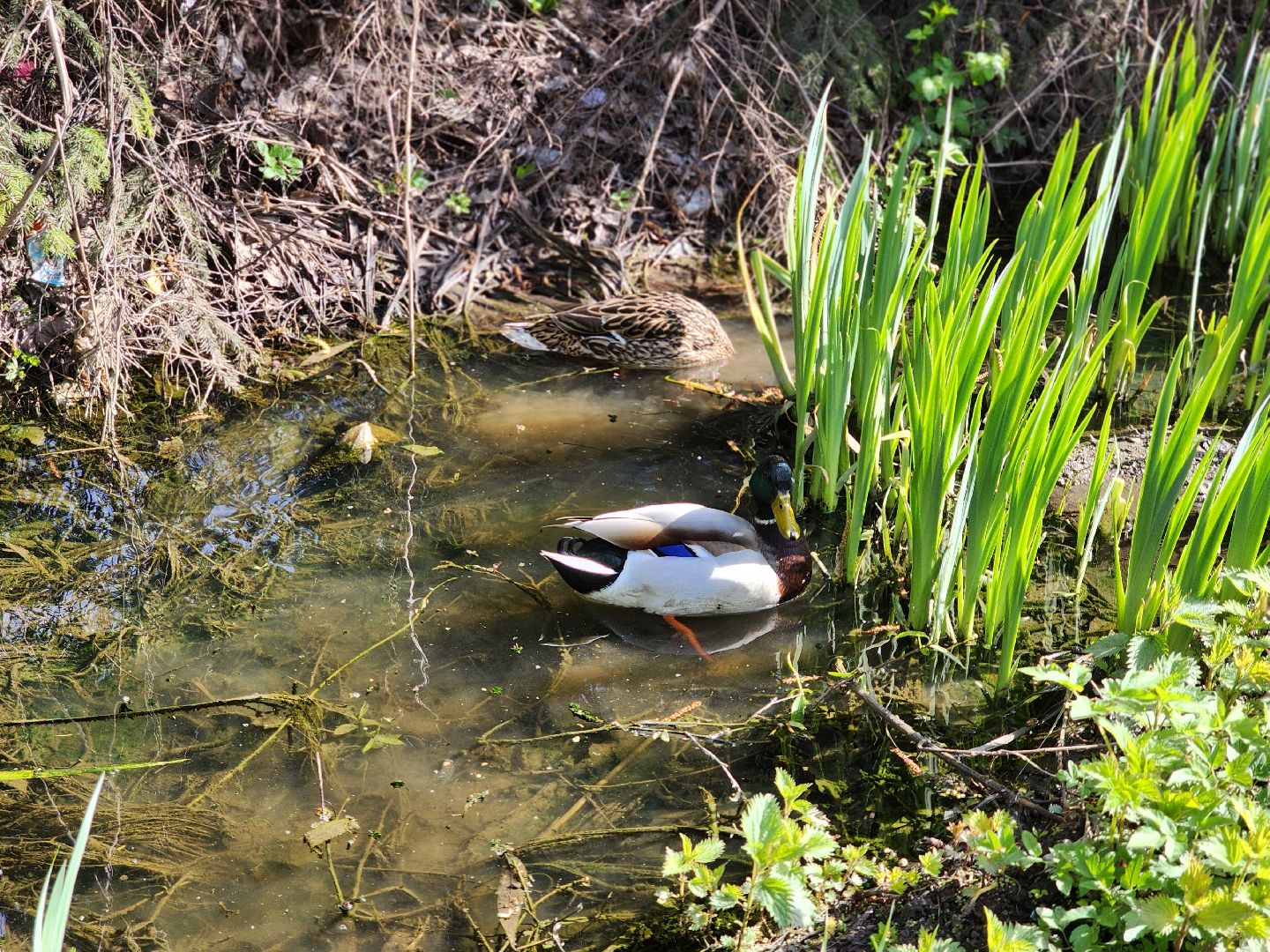 сергиев посад, семхоз, утка, кряква,