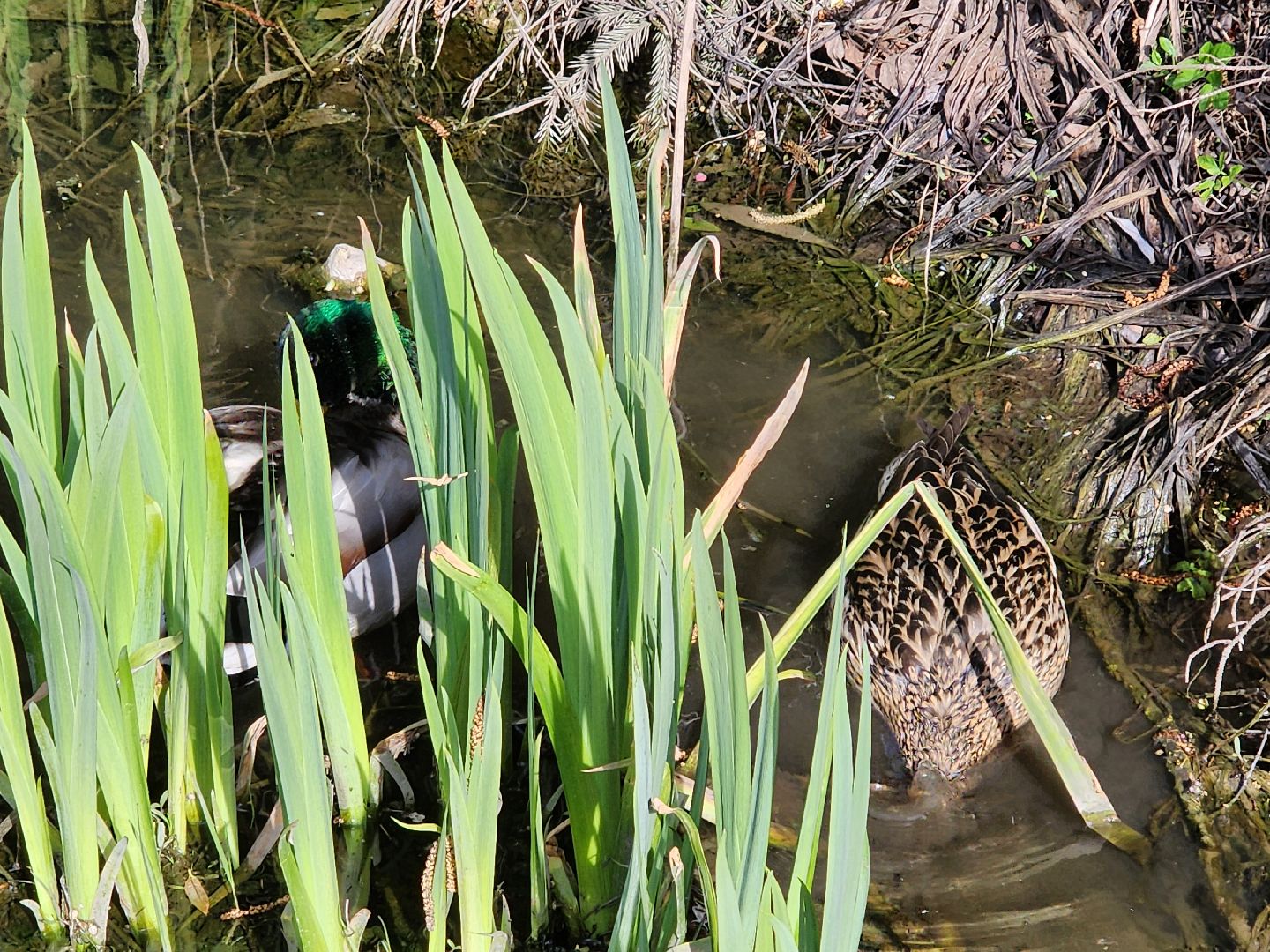 сергиев посад, семхоз, утка, кряква,