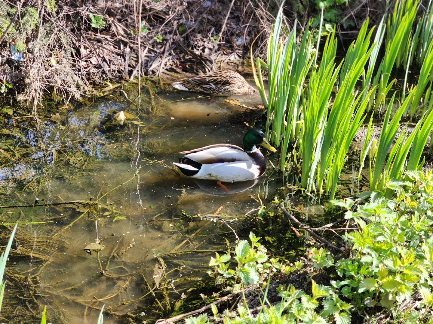 сергиев посад, семхоз, утка, кряква,