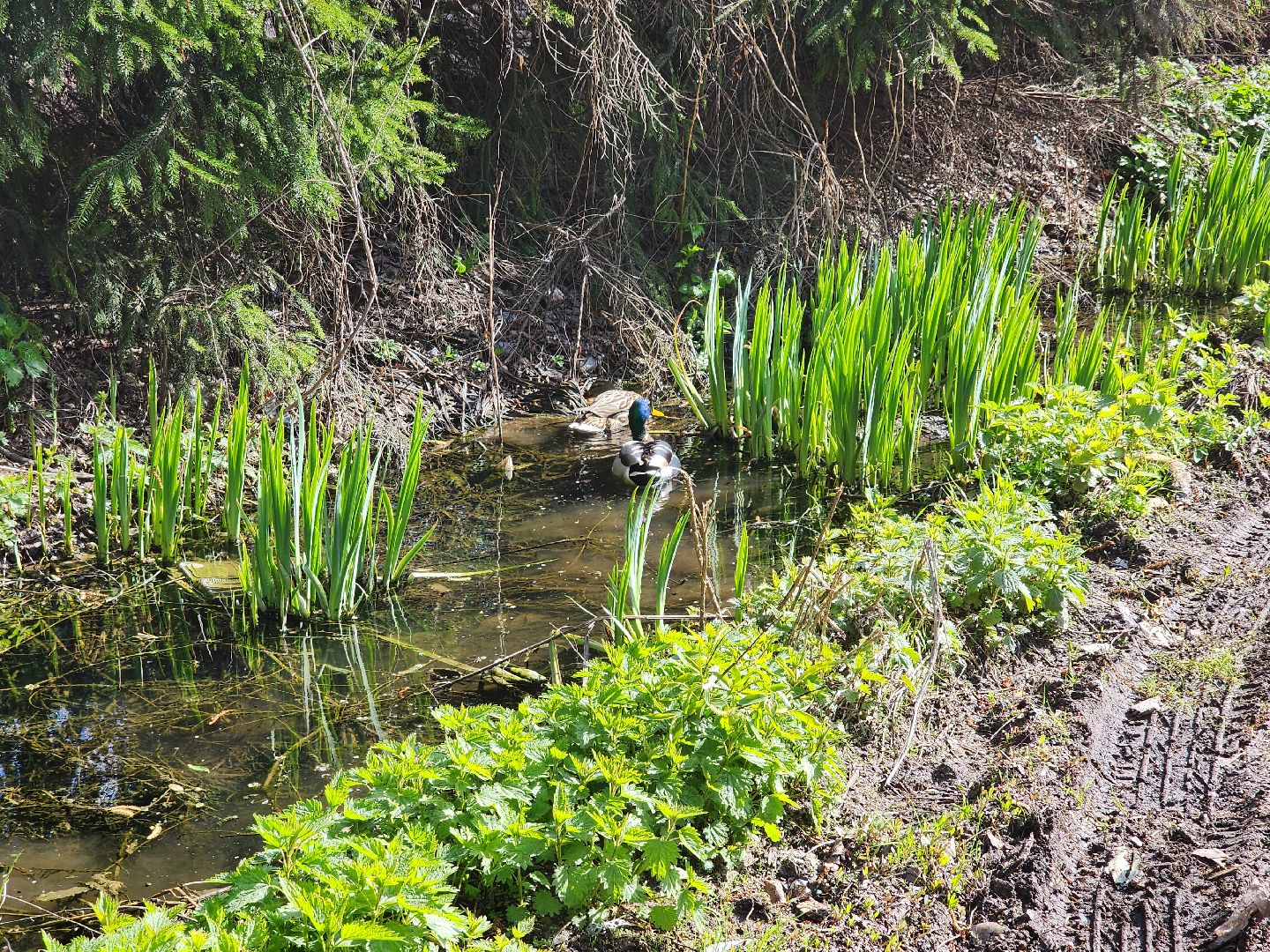 сергиев посад, семхоз, утка, кряква,
