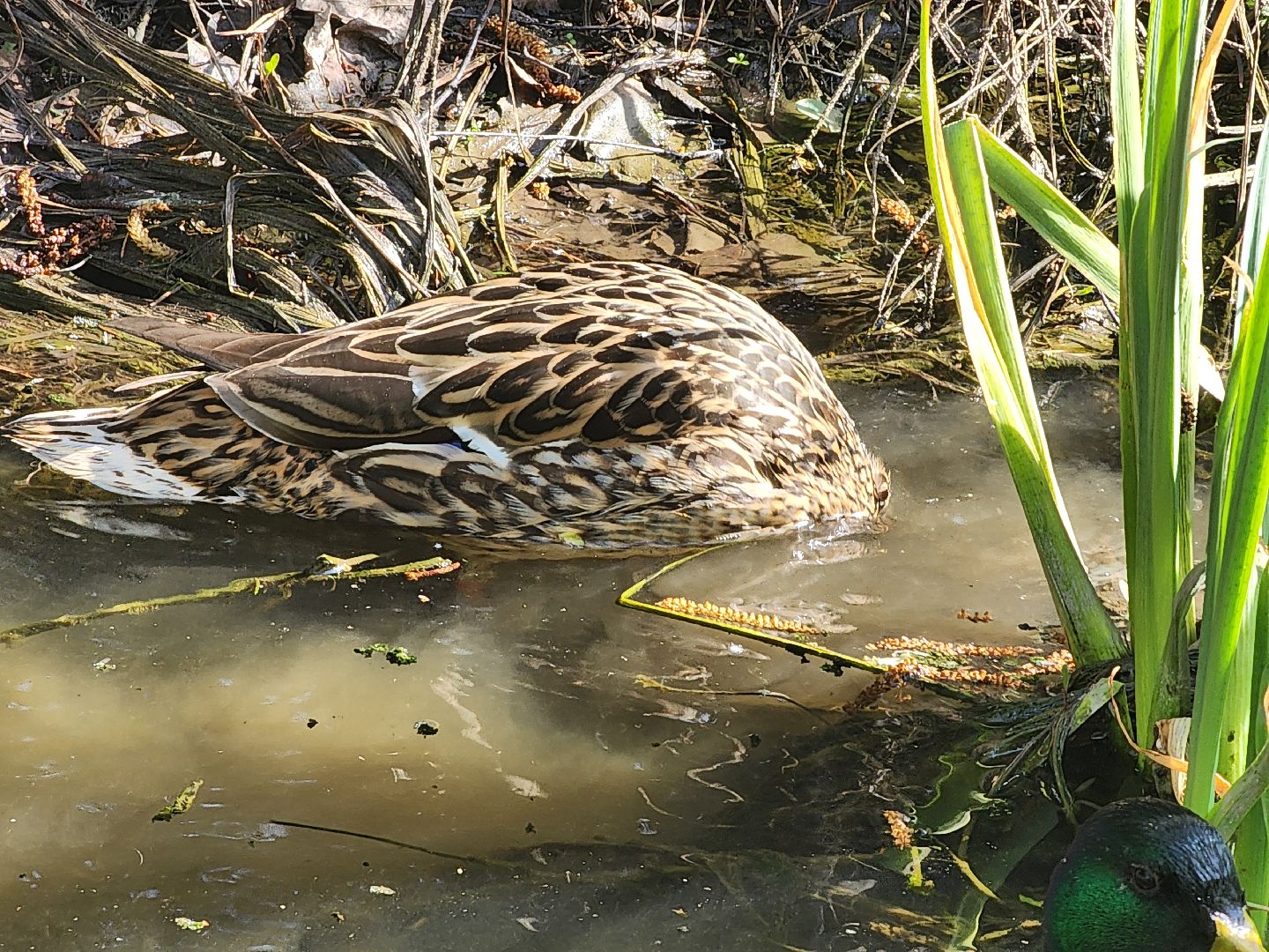 сергиев посад, семхоз, утка, кряква,