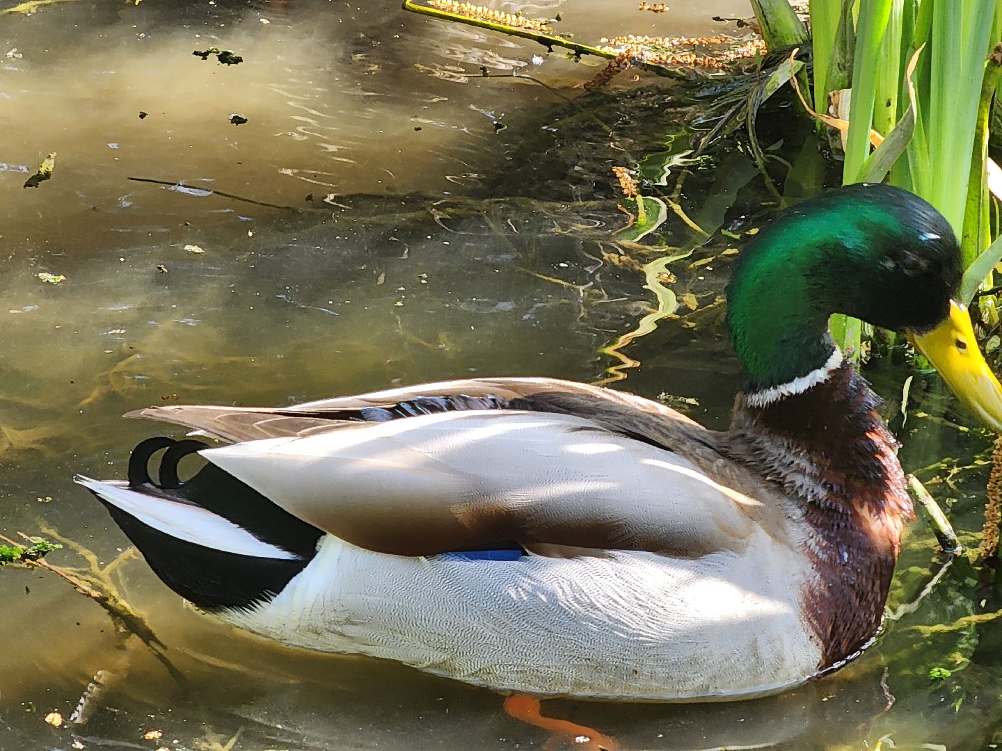 сергиев посад, семхоз, утка, кряква,
