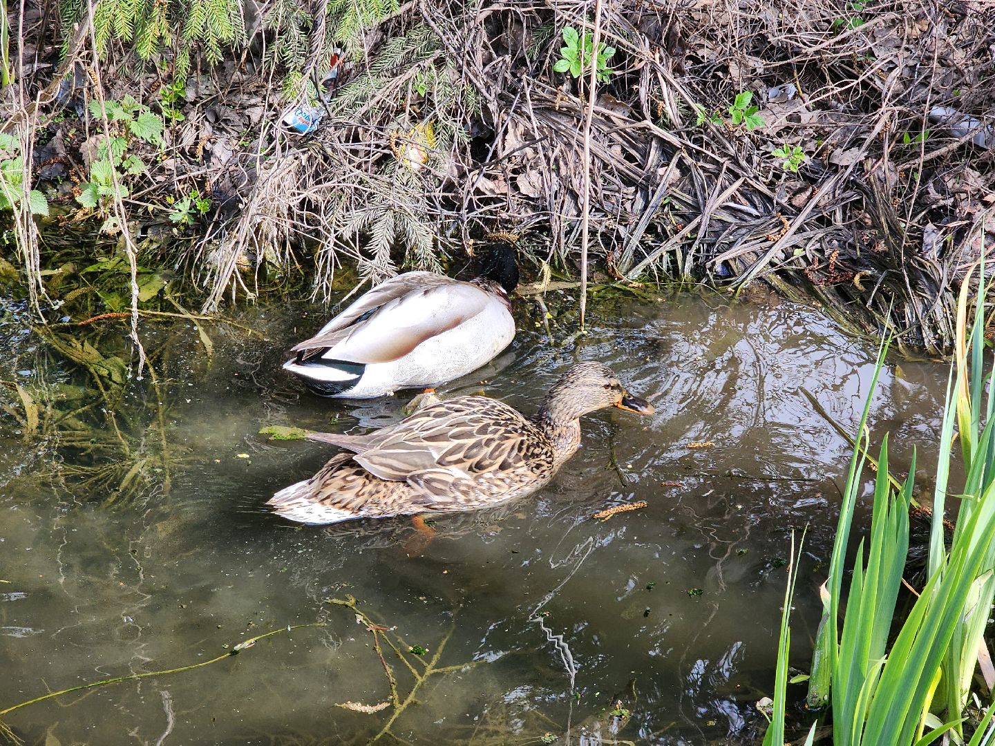 сергиев посад, семхоз, утка, кряква,