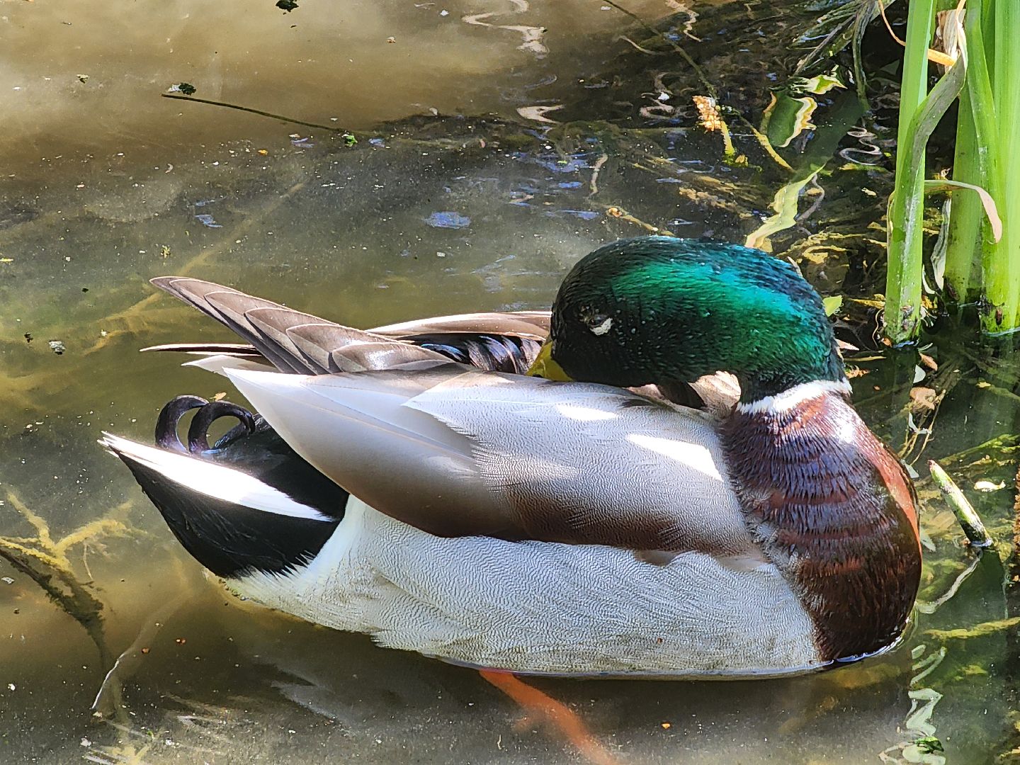 сергиев посад, семхоз, утка, кряква,