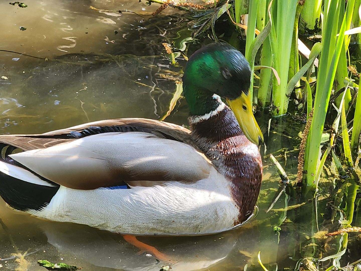 сергиев посад, семхоз, утка, кряква,