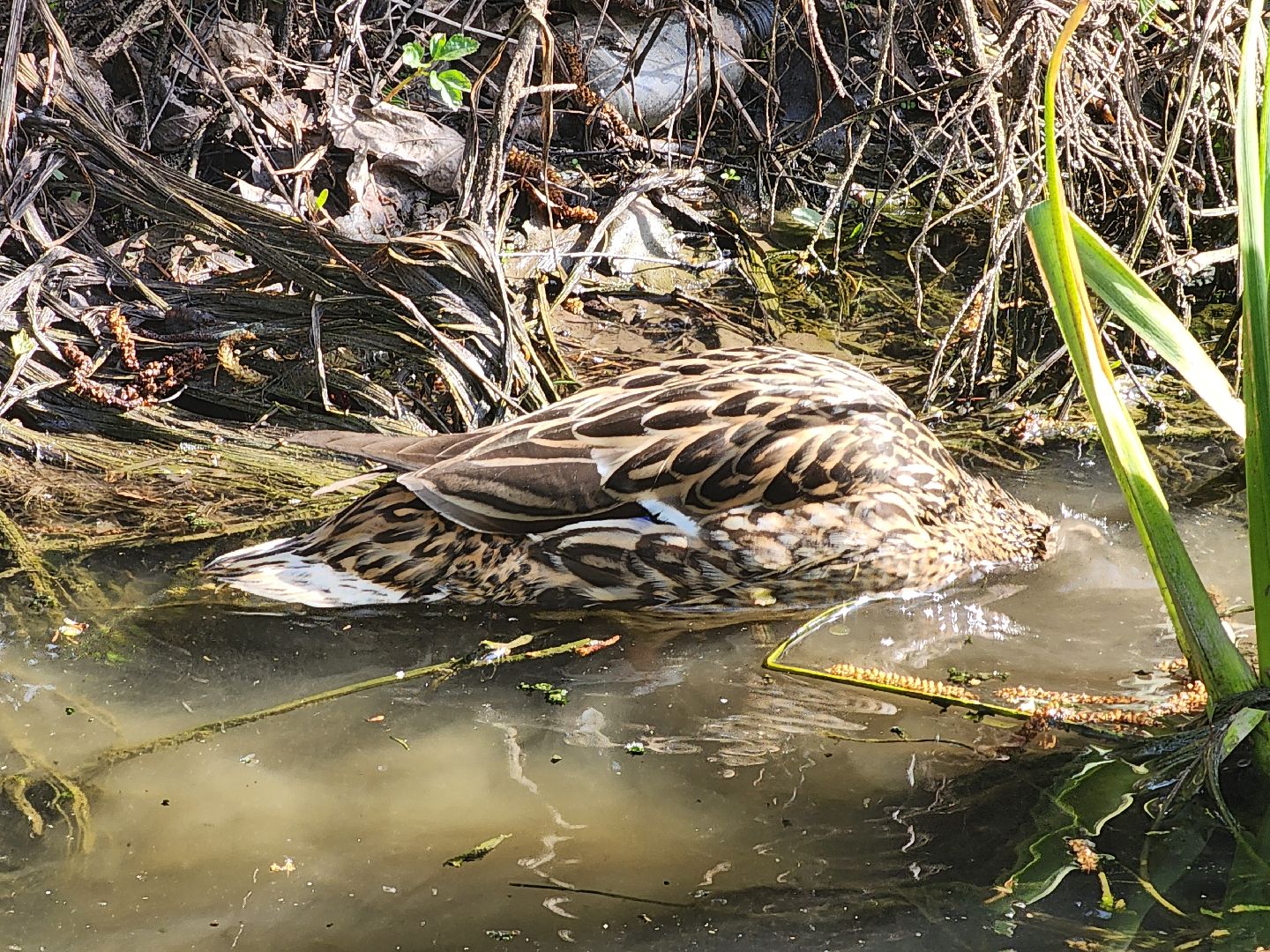 сергиев посад, семхоз, утка, кряква,