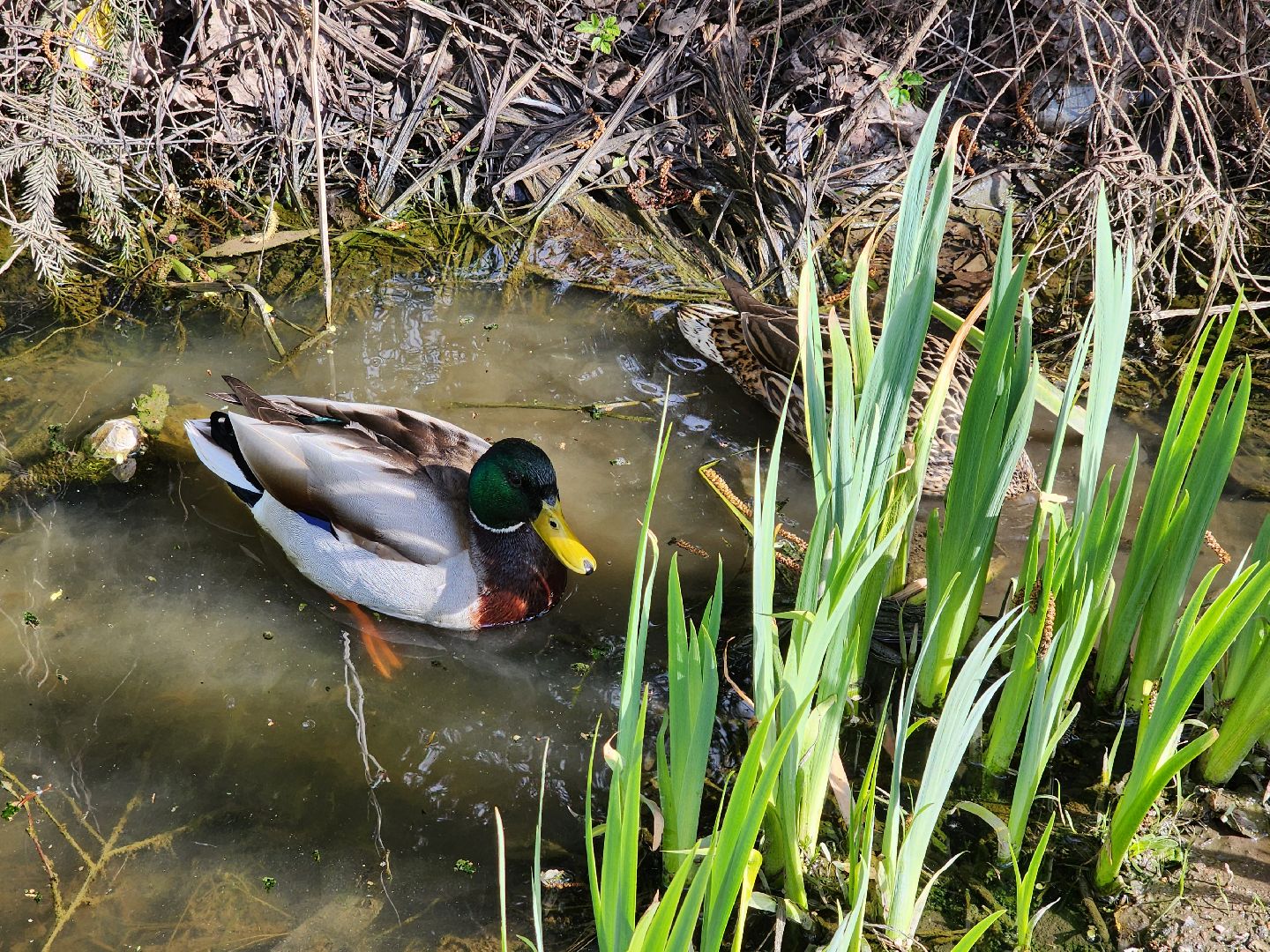 сергиев посад, семхоз, утка, кряква,