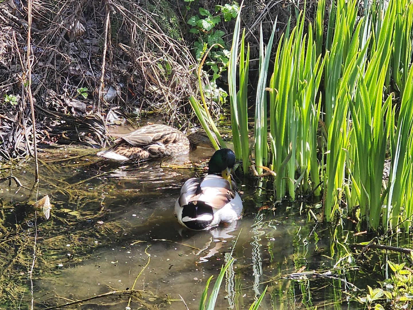 сергиев посад, семхоз, утка, кряква,