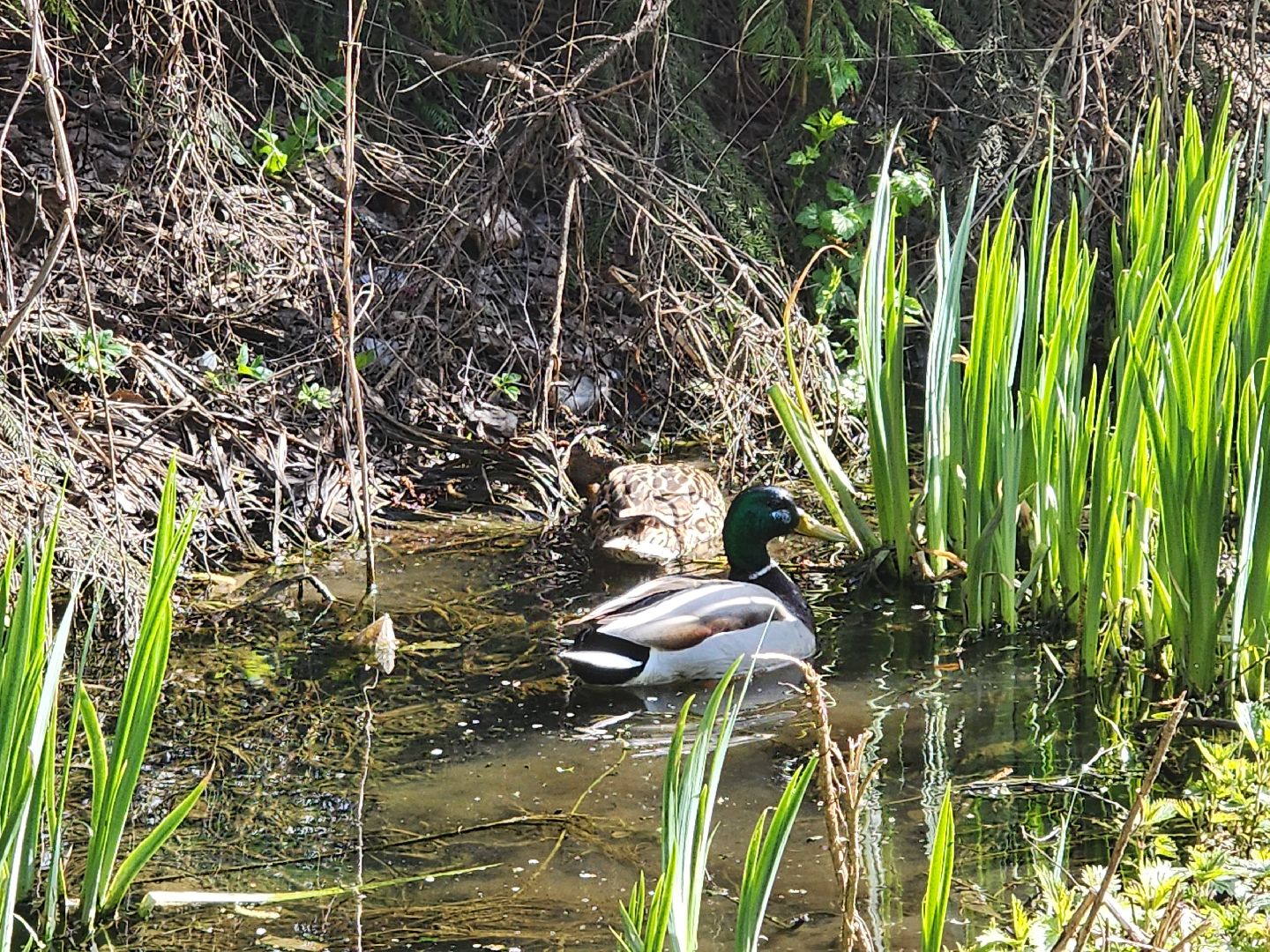 сергиев посад, семхоз, утка, кряква,