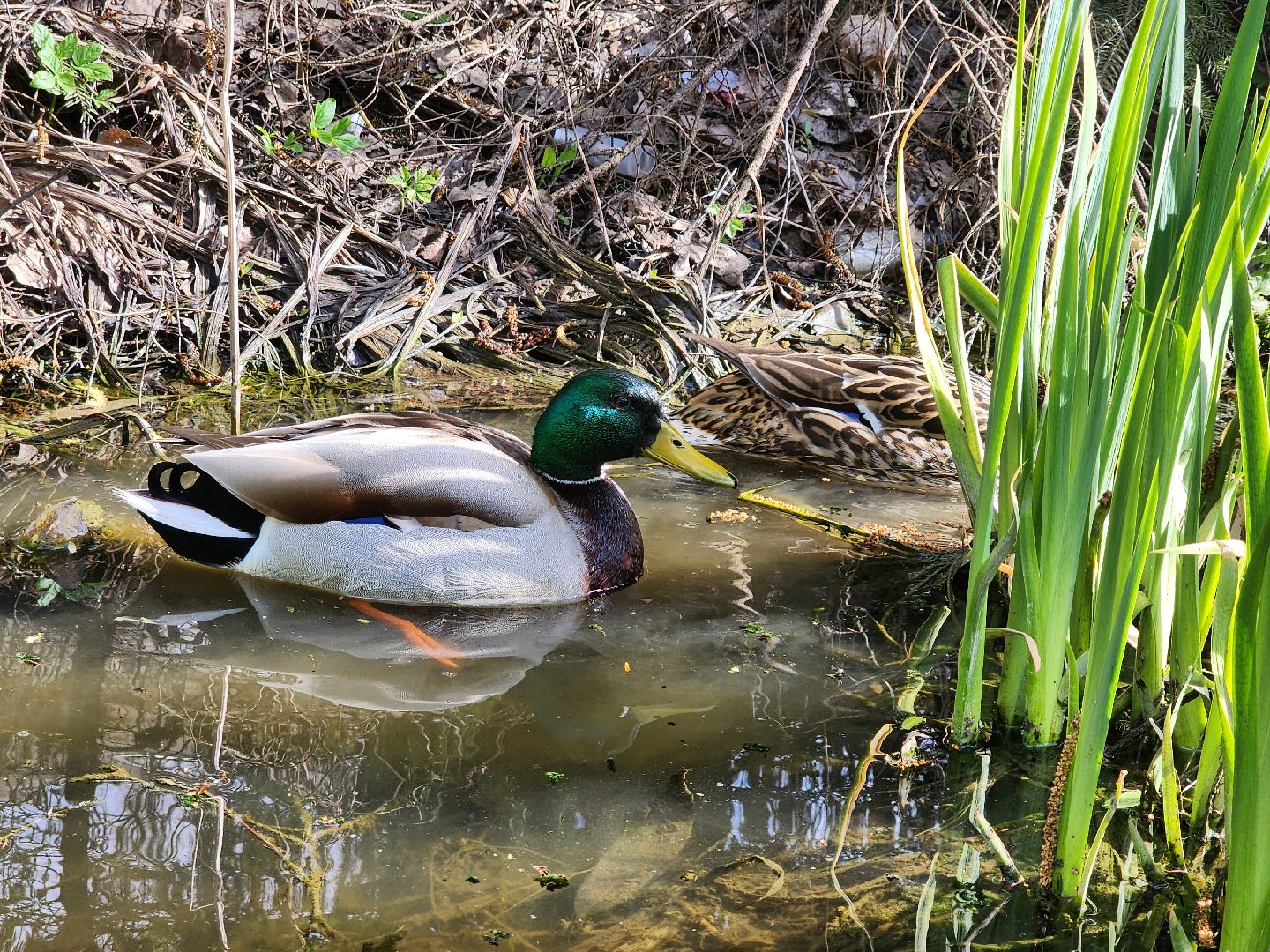 сергиев посад, семхоз, утка, кряква,