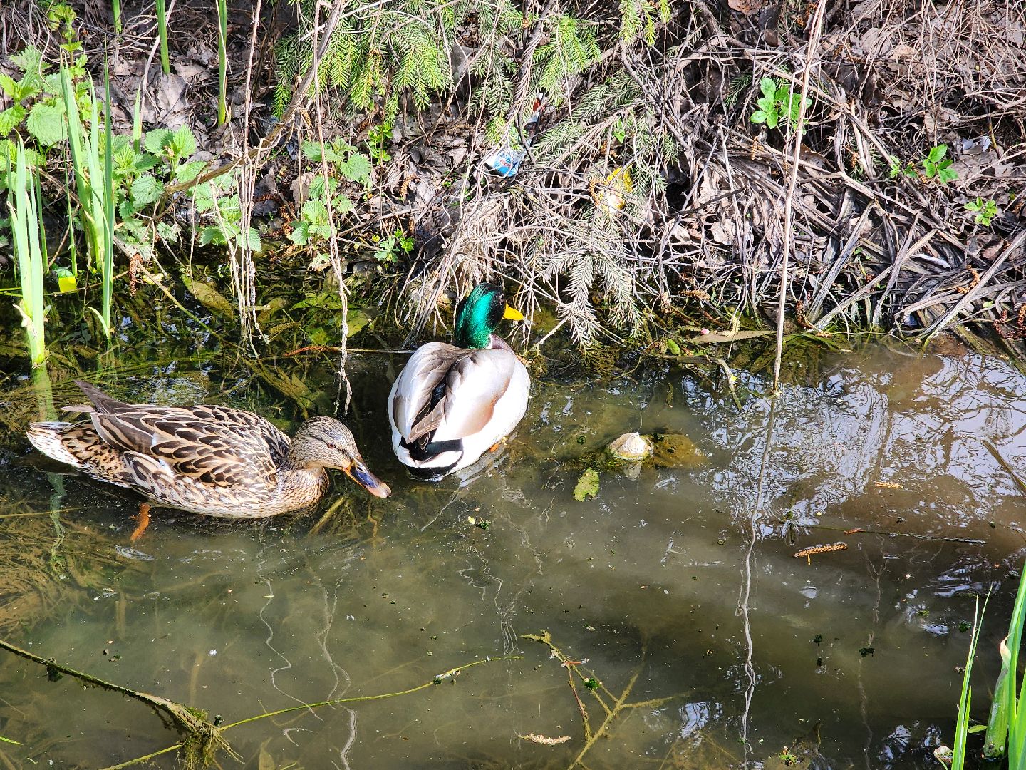 сергиев посад, семхоз, утка, кряква,