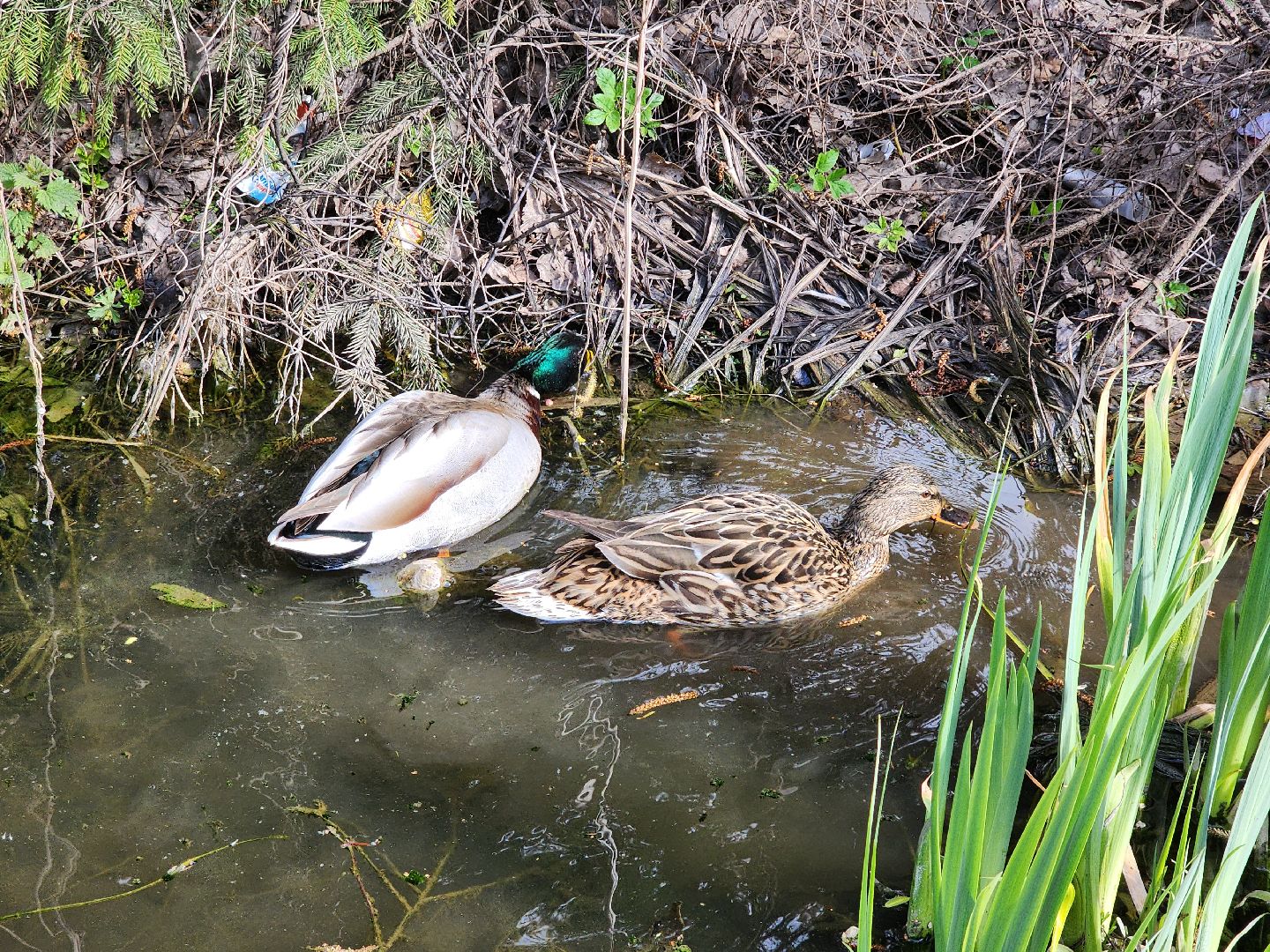 сергиев посад, семхоз, утка, кряква,
