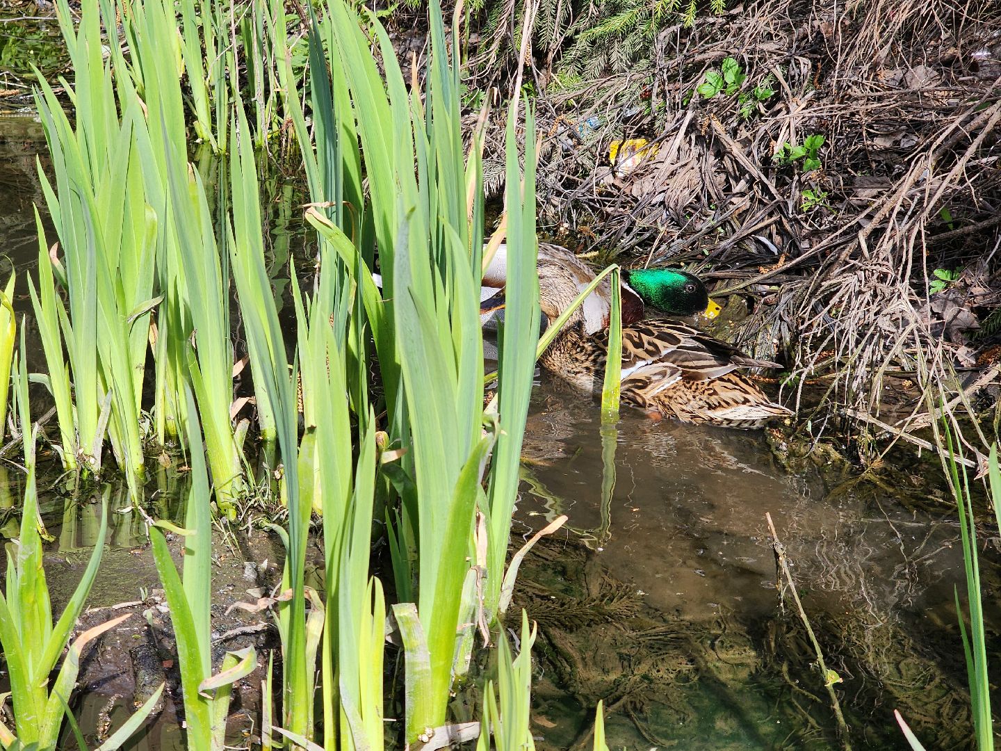 сергиев посад, семхоз, утка, кряква,