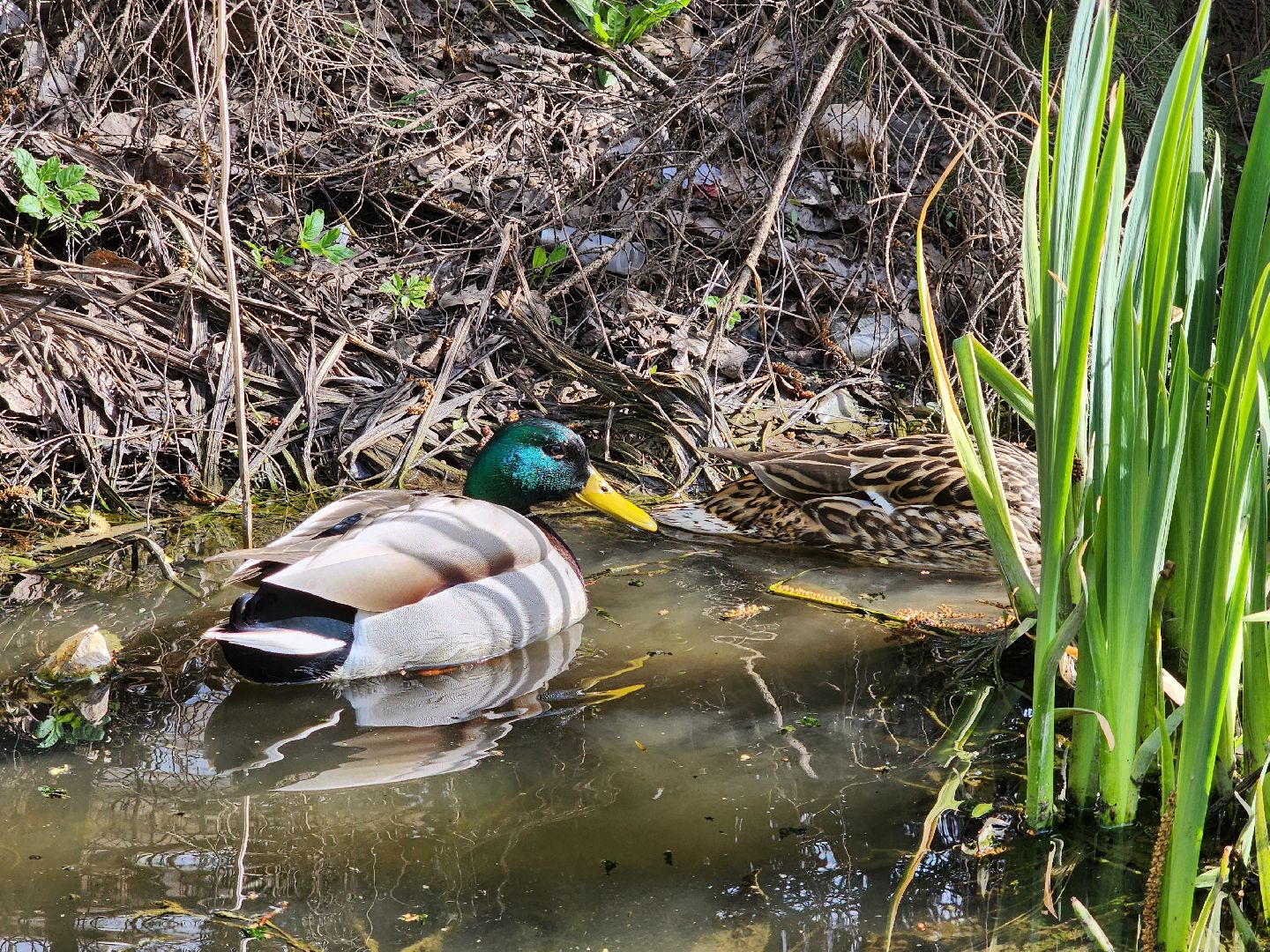 сергиев посад, семхоз, утка, кряква,